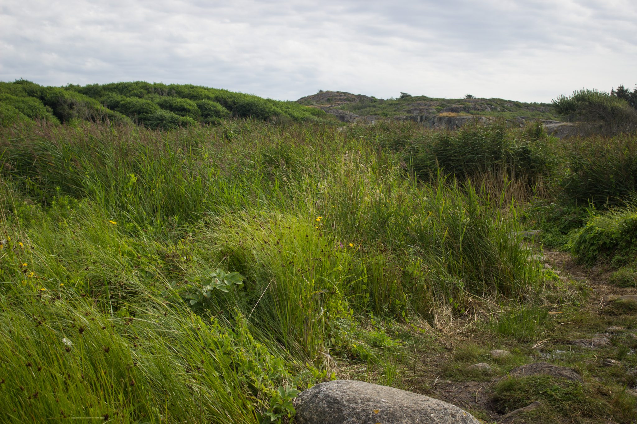 Küstenwanderung von Stavern nach Nevlunghavn, auf dem Kyststien entlang der Schärenküste von Vestfold in Südnorwegen, Wanderung entlang des Küstenpfads, dichte Küstenvegetation entlang des Wanderweges, schönes Wetter zum Wandern