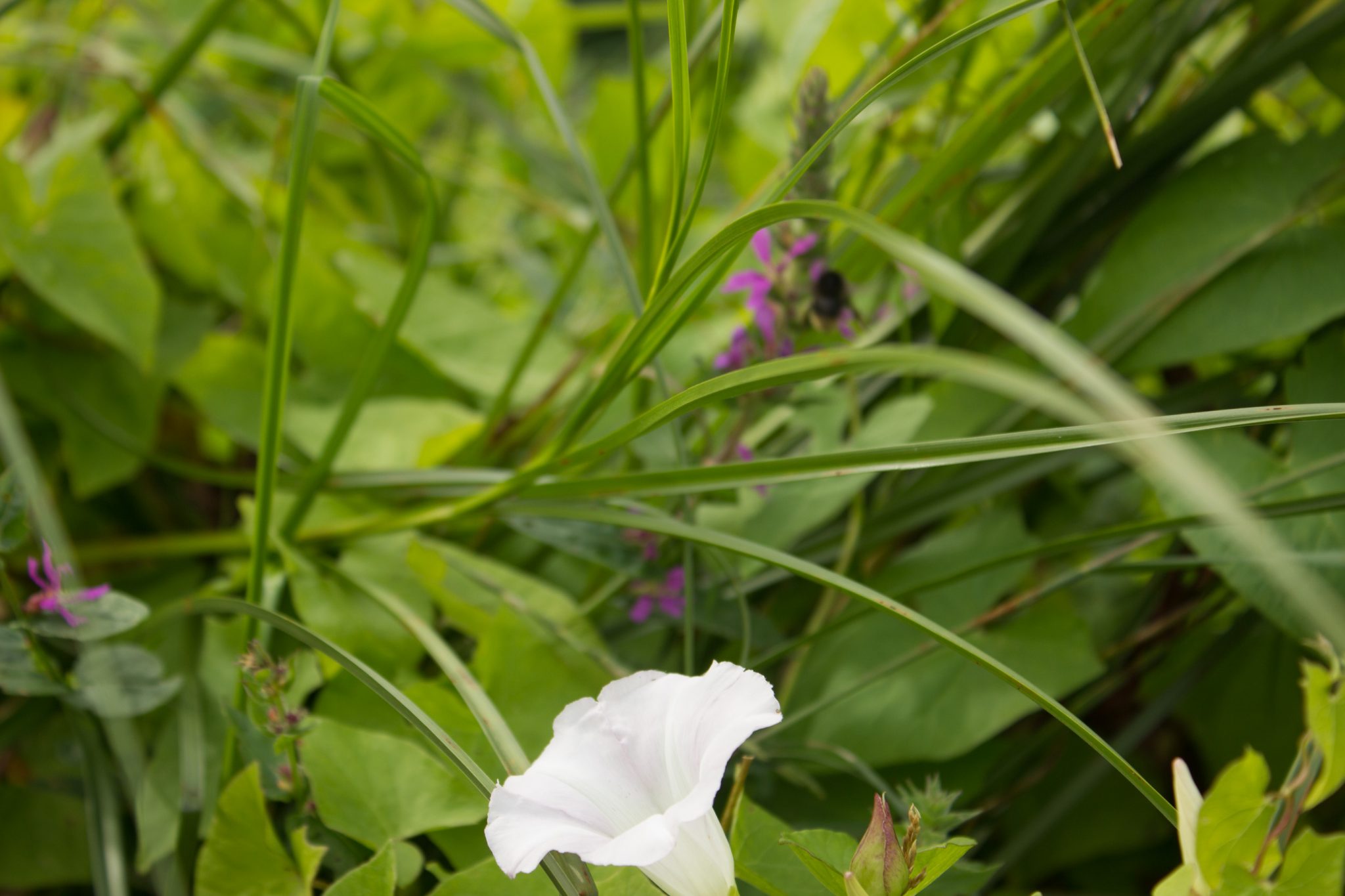 Küstenwanderung von Stavern nach Nevlunghavn, auf dem Kyststien entlang der Schärenküste von Vestfold in Südnorwegen, Wanderung entlang des Küstenpfads, weiße Blüte einer Hagebutte, dichte Küstenvegetation entlang des Wanderweges