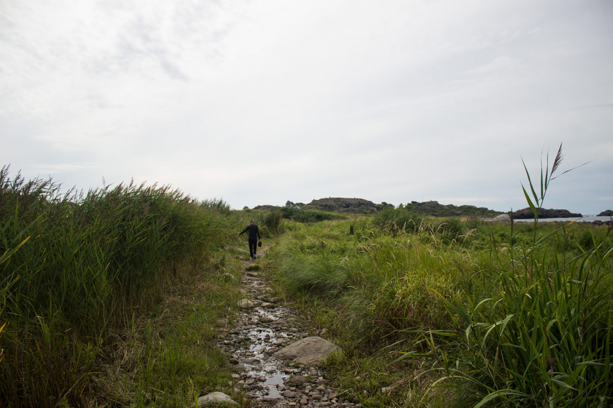 Küstenwanderung von Stavern nach Nevlunghavn, auf dem Kyststien entlang der Schärenküste von Vestfold in Südnorwegen, Wanderung entlang des Küstenpfads, Wanderer unterwegs durch sumpfigen Abschnitt des Wanderwegs, schönes, dichtes Schilf und Gräser am Wegesrand