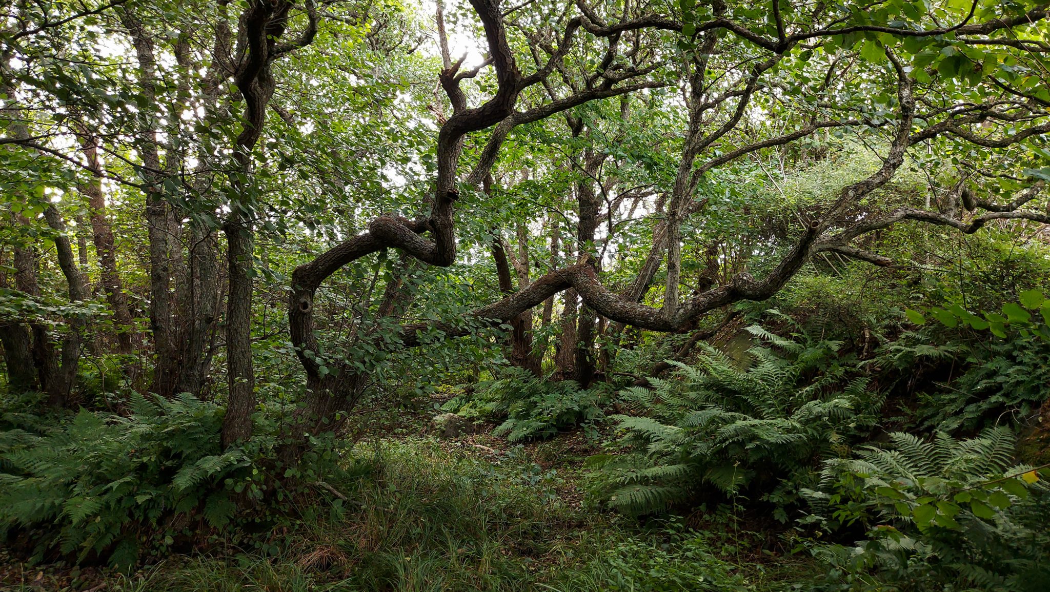 Küstenwanderung von Stavern nach Nevlunghavn, auf dem Kyststien entlang der Schärenküste von Vestfold in Südnorwegen, Wanderung entlang des Küstenpfads,  schöner, dichter Wald mit vielen Farnen und krumm gewachsenen Bäumen entlang des Wanderweges