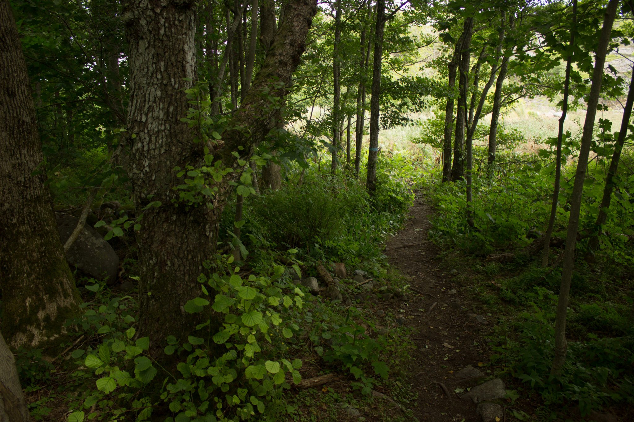 Küstenwanderung von Stavern nach Nevlunghavn, auf dem Kyststien entlang der Schärenküste von Vestfold in Südnorwegen, Wanderung entlang des Küstenpfads,  schöner, dichter Wald mit vielen Farnen und saftig grüner Vegetation entlang des Wanderweges