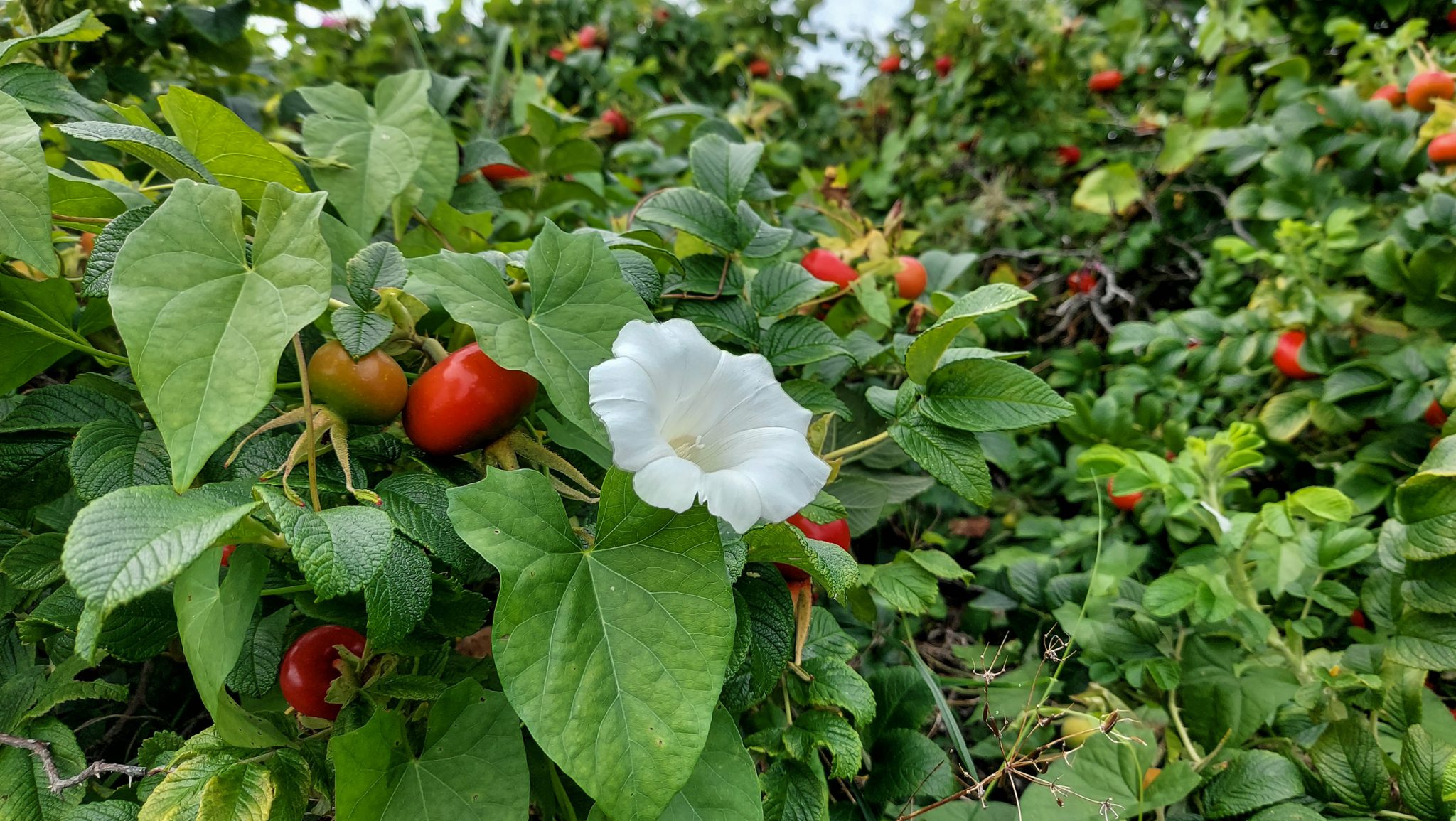 Küstenwanderung von Stavern nach Nevlunghavn, auf dem Kyststien entlang der Schärenküste von Vestfold in Südnorwegen, Wanderung entlang des Küstenpfads, weiße Blüte und Hagebutten, dichte Küstenvegetation entlang des Wanderweges