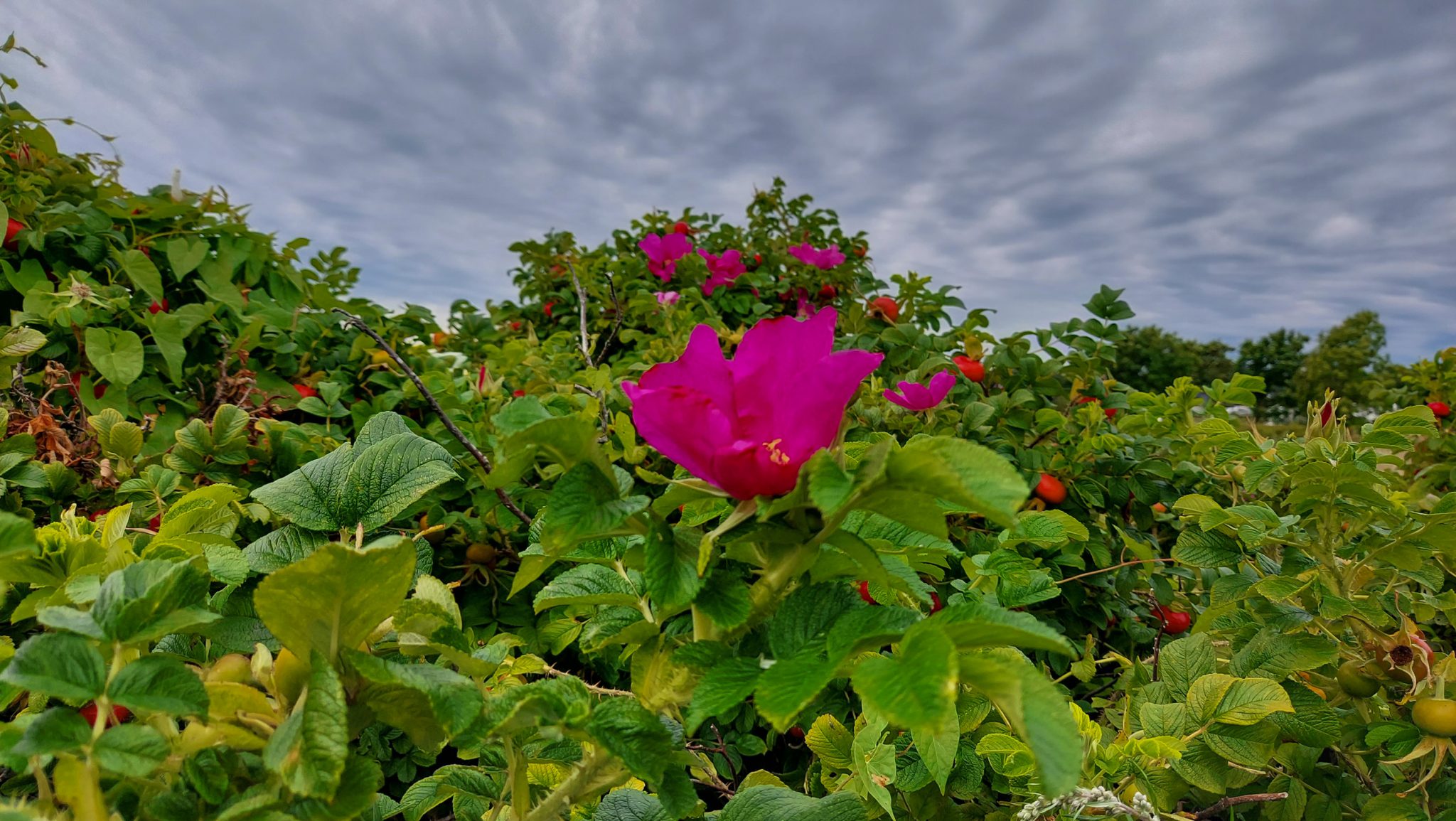Küstenwanderung von Stavern nach Nevlunghavn, auf dem Kyststien entlang der Schärenküste von Vestfold in Südnorwegen, Wanderung entlang des Küstenpfads, pinke Blüte und Hagebutten, dichte Küstenvegetation entlang des Wanderweges