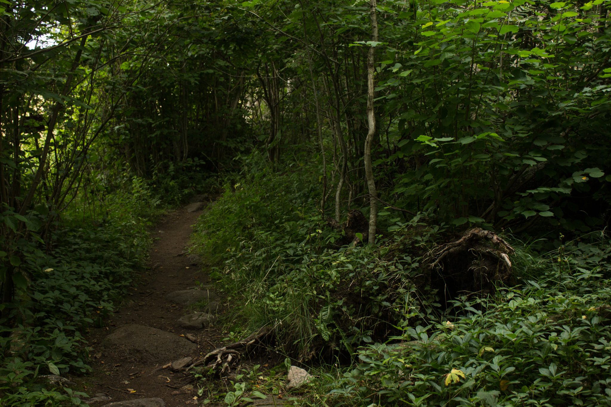 Küstenwanderung von Stavern nach Nevlunghavn, auf dem Kyststien entlang der Schärenküste von Vestfold in Südnorwegen, Wanderung entlang des Küstenpfads,  schmaler Pfad umgeben von schönem, dichtem Wald mit saftig grüner Vegetation entlang des Wanderweges