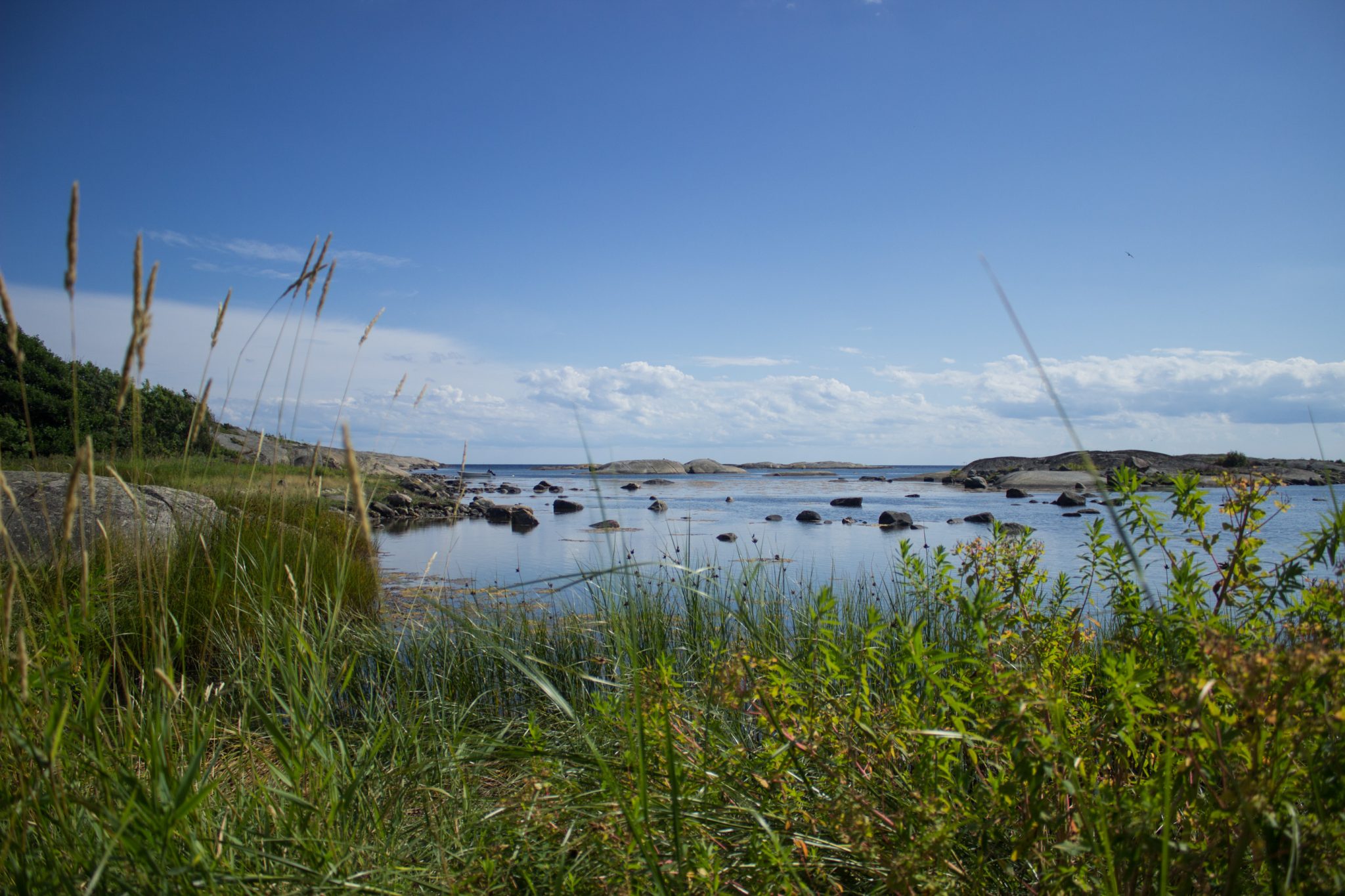 Küstenwanderung von Stavern nach Nevlunghavn, auf dem Kyststien entlang der Schärenküste von Vestfold in Südnorwegen, Wanderung entlang des Küstenpfads, Gräser am Rand des Ufers und Meerblick mit Felsen und kleinen Inseln, schönes Wetter zum Wandern