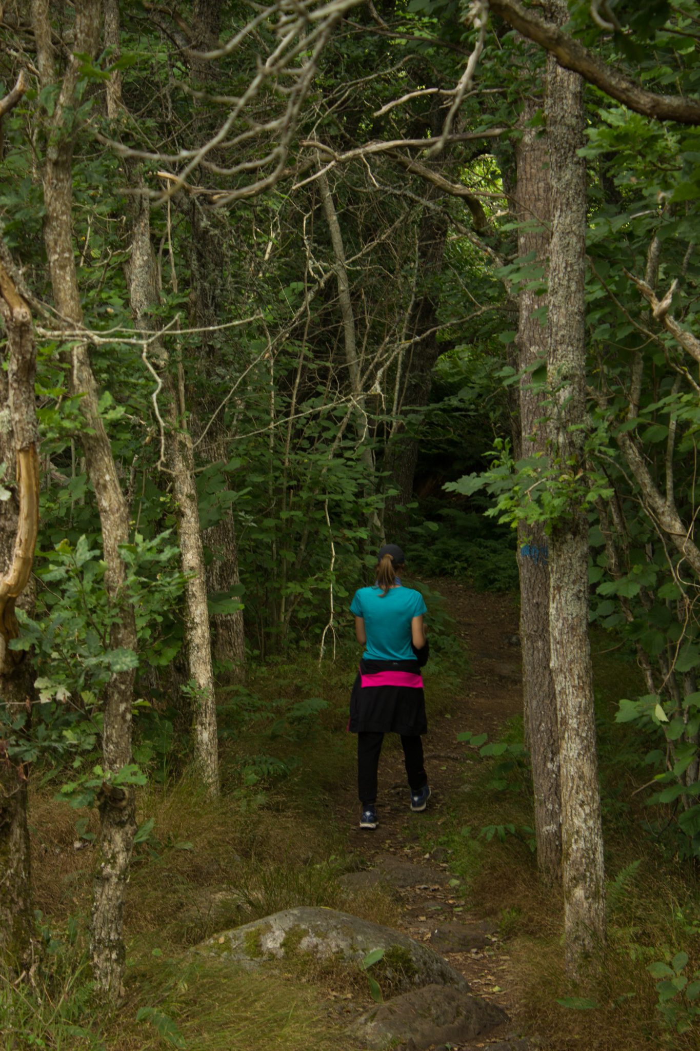Küstenwanderung von Stavern nach Nevlunghavn, auf dem Kyststien entlang der Schärenküste von Vestfold in Südnorwegen, Wanderung entlang des Küstenpfads,  Wanderer unterwegs auf schmalem Pfad umgeben von schönem, dichtem Wald mit saftig grüner Vegetation entlang des Wanderweges