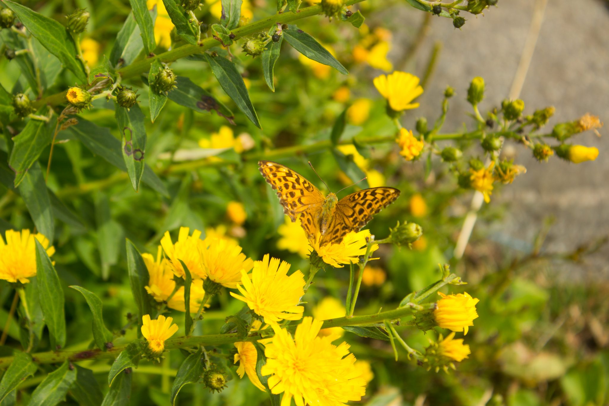 Küstenwanderung von Stavern nach Nevlunghavn, auf dem Kyststien entlang der Schärenküste von Vestfold in Südnorwegen, Wanderung entlang des Küstenpfads, Küstenvegetation entlang des Wanderweges, gelbe Wildblumen und gelber Schmetterling