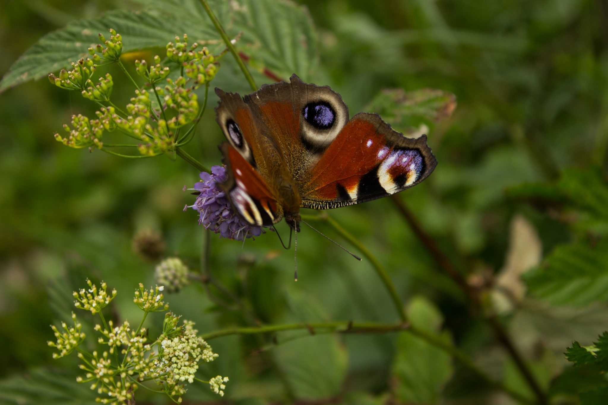 Küstenwanderung von Stavern nach Nevlunghavn, auf dem Kyststien entlang der Schärenküste von Vestfold in Südnorwegen, Wanderung entlang des Küstenpfads, dichte Küstenvegetation entlang des Wanderweges, Wildblumen und Schmetterling Tagpfauenauge