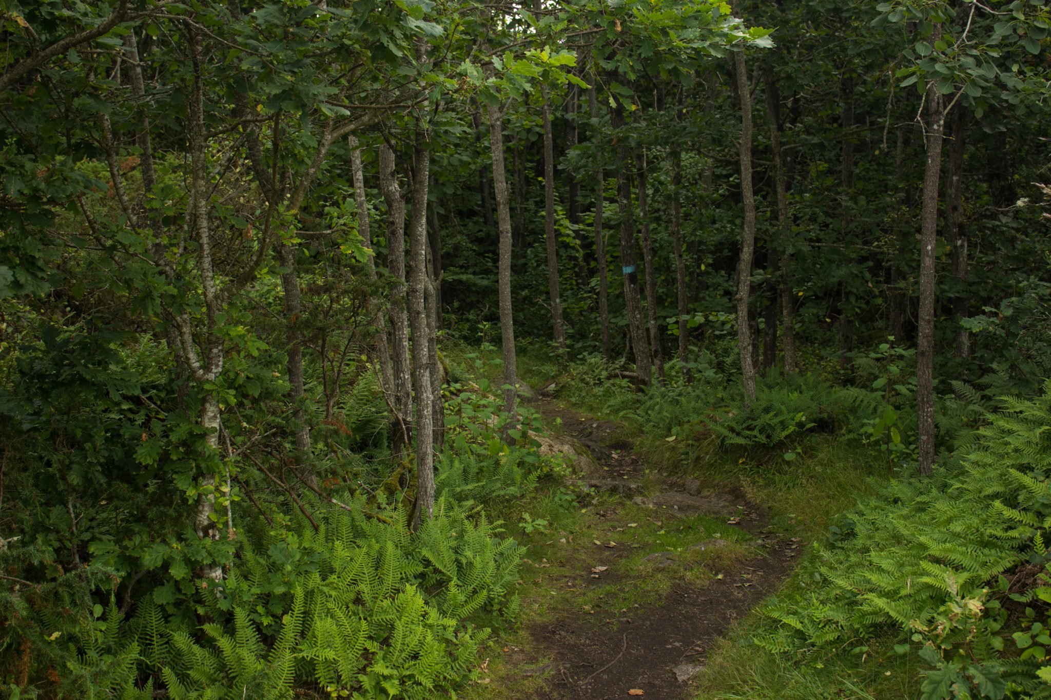 Küstenwanderung von Stavern nach Nevlunghavn, auf dem Kyststien entlang der Schärenküste von Vestfold in Südnorwegen, Wanderung entlang des Küstenpfads,  schmaler Pfad umgeben von schönem, dichtem Wald mit saftig grüner Vegetation entlang des Wanderweges, hellblaue Markierung des Küstenpfads