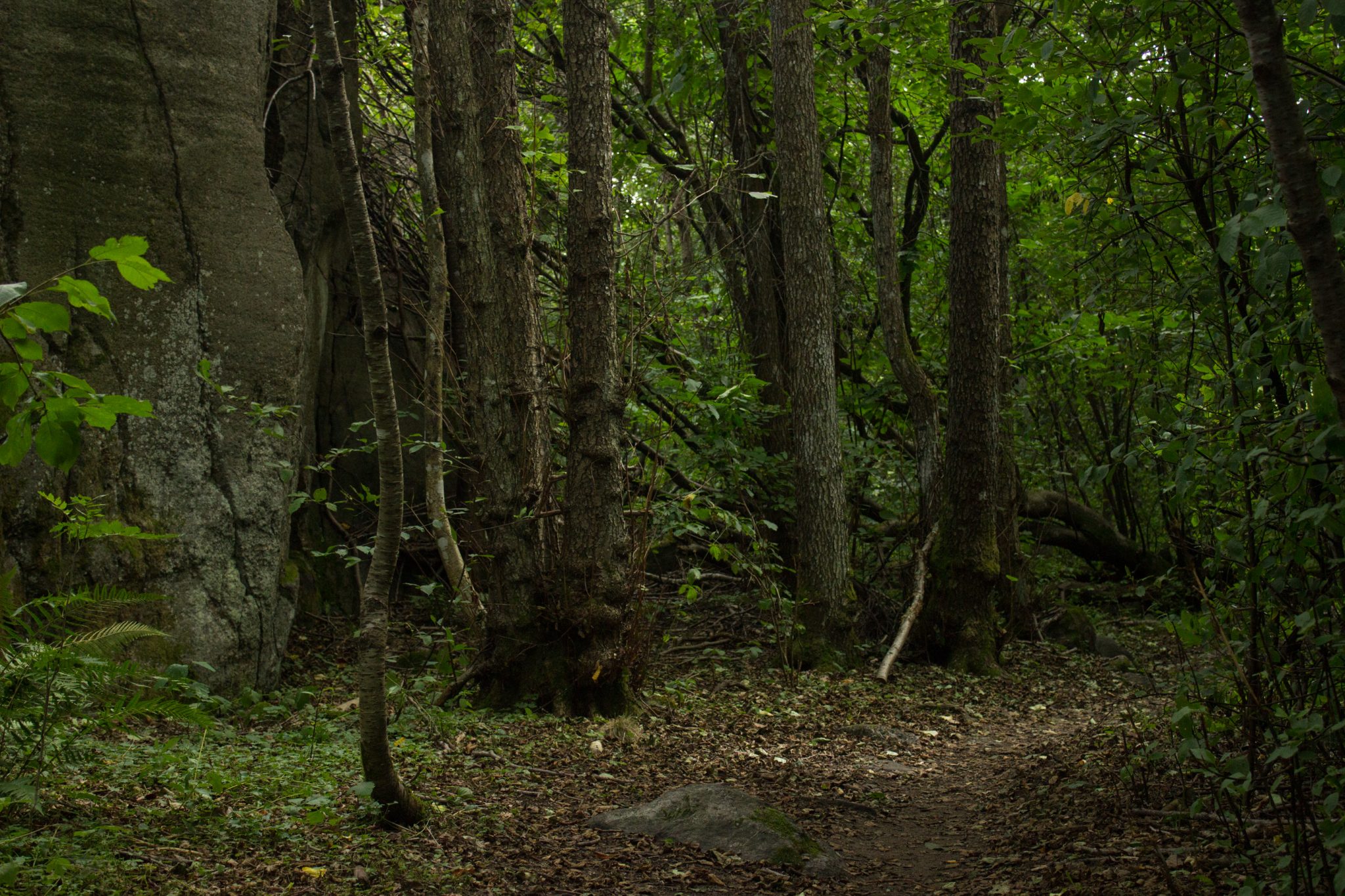 Küstenwanderung von Stavern nach Nevlunghavn, auf dem Kyststien entlang der Schärenküste von Vestfold in Südnorwegen, Wanderung entlang des Küstenpfads,  schmaler Pfad umgeben von schönem, dichtem Wald mit saftig grüner Vegetation und Felsen entlang des Wanderweges