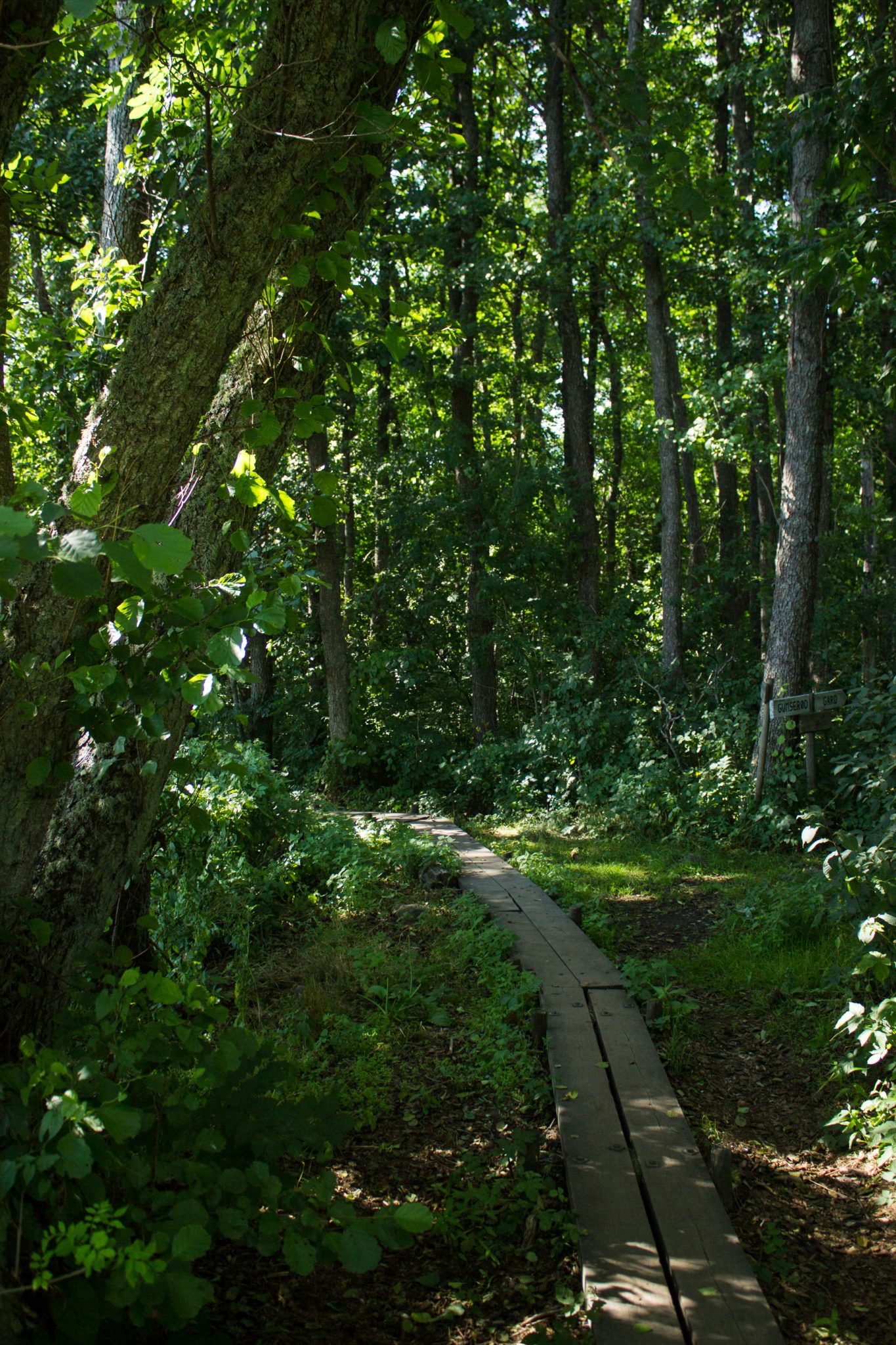 Küstenwanderung von Stavern nach Nevlunghavn, auf dem Kyststien entlang der Schärenküste von Vestfold in Südnorwegen, Wanderung entlang des Küstenpfads, Abschnitt über Holzbalken durch sumpfiges Gebiet, schöner, dichter Wald entlang des Wanderweges, schönes Wetter zum Wandern