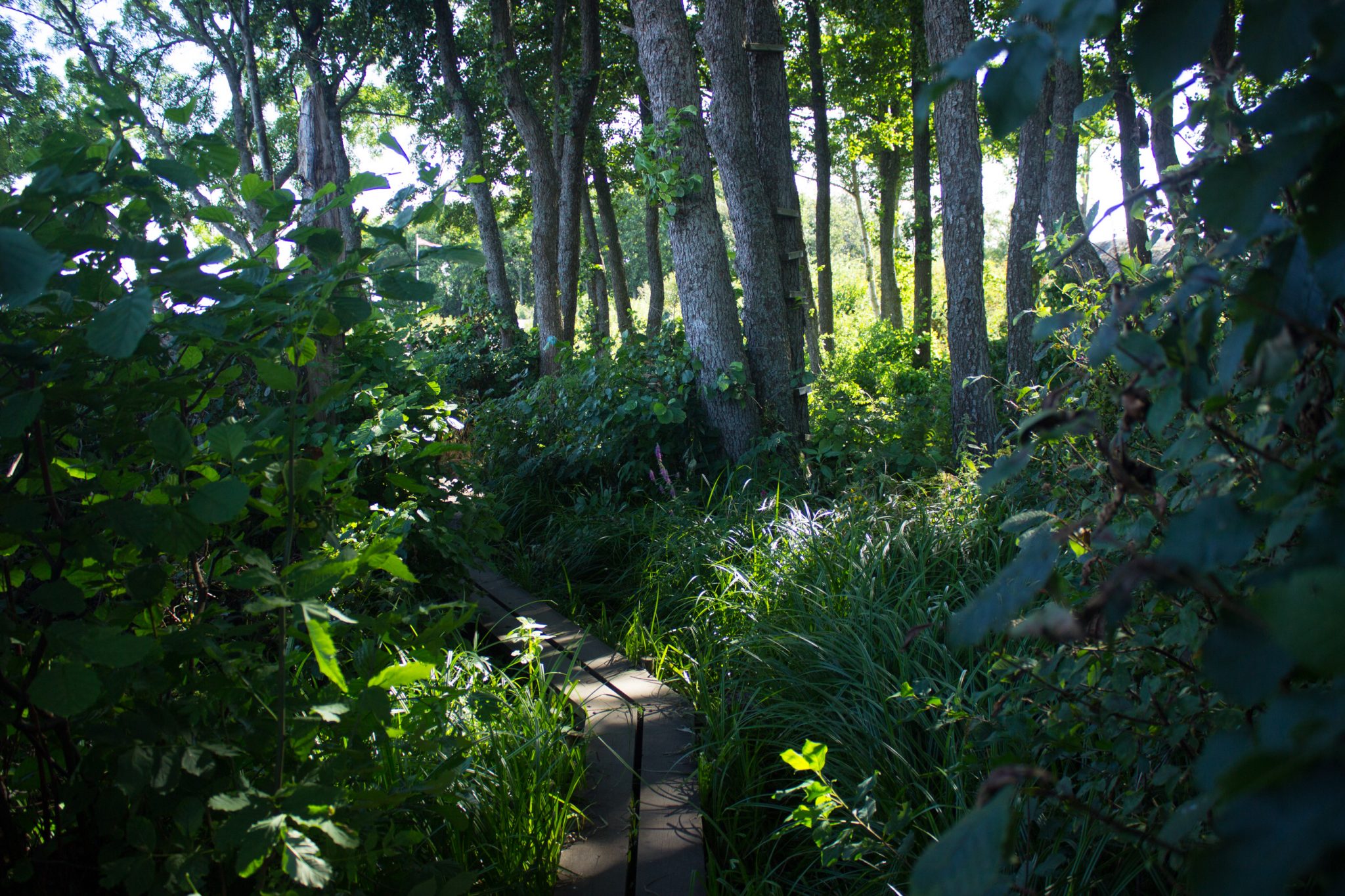 Küstenwanderung von Stavern nach Nevlunghavn, auf dem Kyststien entlang der Schärenküste von Vestfold in Südnorwegen, Wanderung entlang des Küstenpfads, Abschnitt über Holzbalken durch sumpfiges Gebiet, schöner Küstenwald entlang des Wanderweges, schönes Wetter zum Wandern