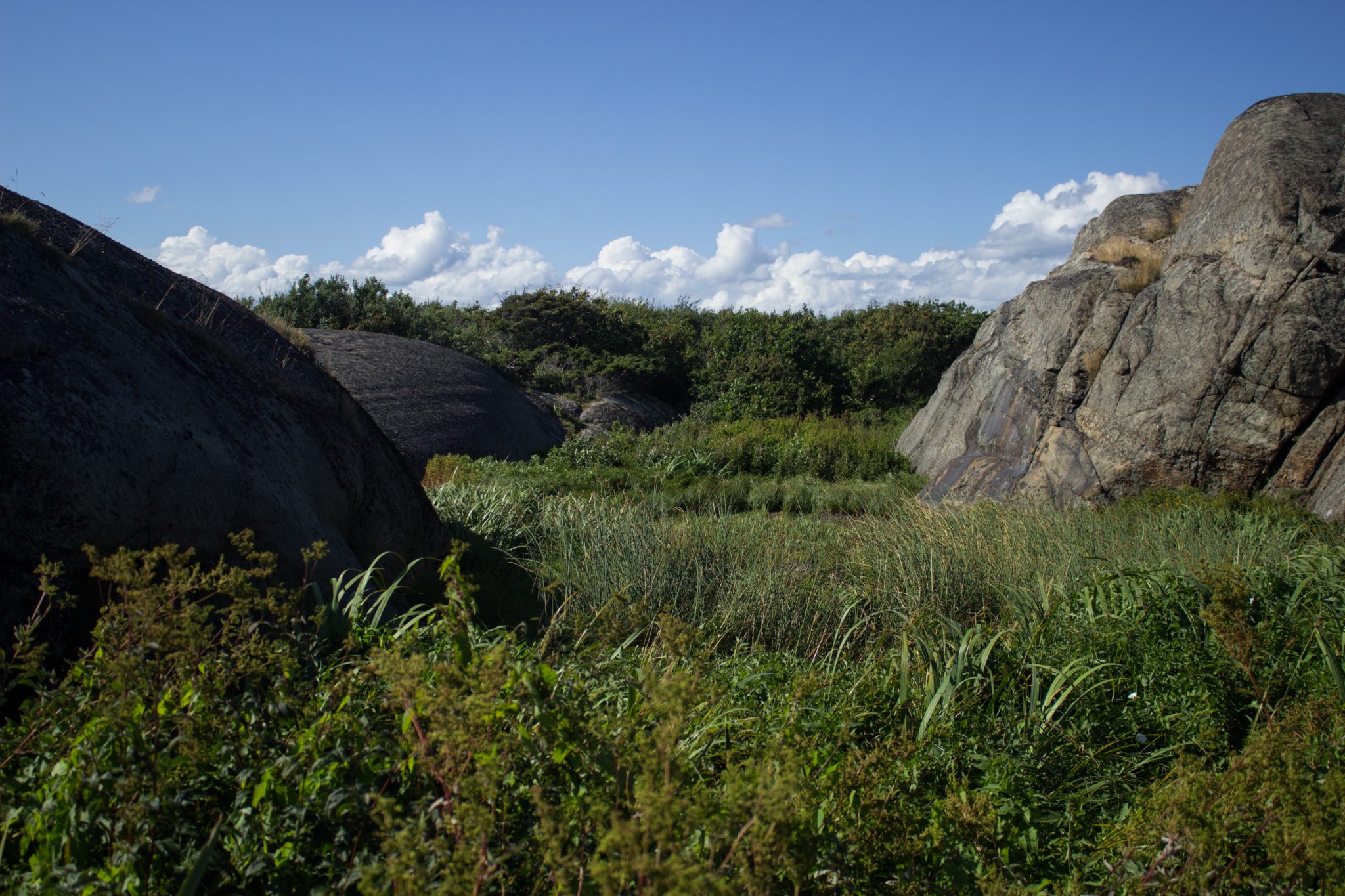 Küstenwanderung von Stavern nach Nevlunghavn, auf dem Kyststien entlang der Schärenküste von Vestfold in Südnorwegen, Wanderung entlang des Küstenpfads, Blick auf große Felsen und dichte grüne Vegetation, schönes Wetter zum Wandern