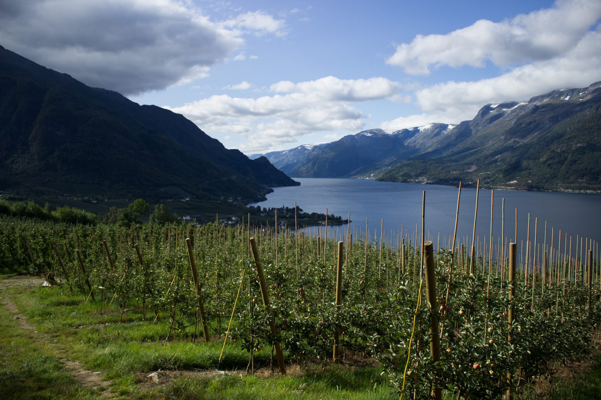 Wandern auf dem Dronningstien über die Monk Steps und den Aussichtspunkt Nosi, Start der Wanderung ist in Lofthus, Ausblick auf den Hardangerfjord während der Wanderung auf der Hardangervidda, zu Beginn der Wanderung verläuft der Weg entlang von Obstplantagen