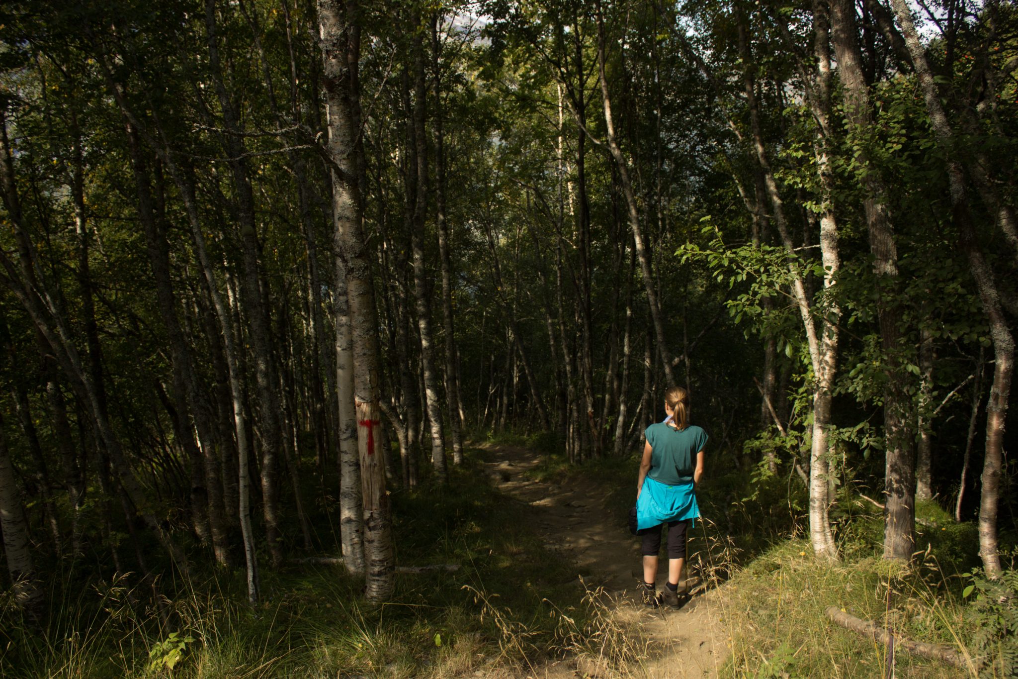 Wandern auf dem Dronningstien über die Monk Steps und den Aussichtspunkt Nosi, Start der Wanderung ist in Lofthus, Ausblick auf den Hardangerfjord während der Wanderung auf der Hardangervidda, Wanderweg durch schönen Wald mit Moos und Farnen, Markierung des Weges mit rotem T