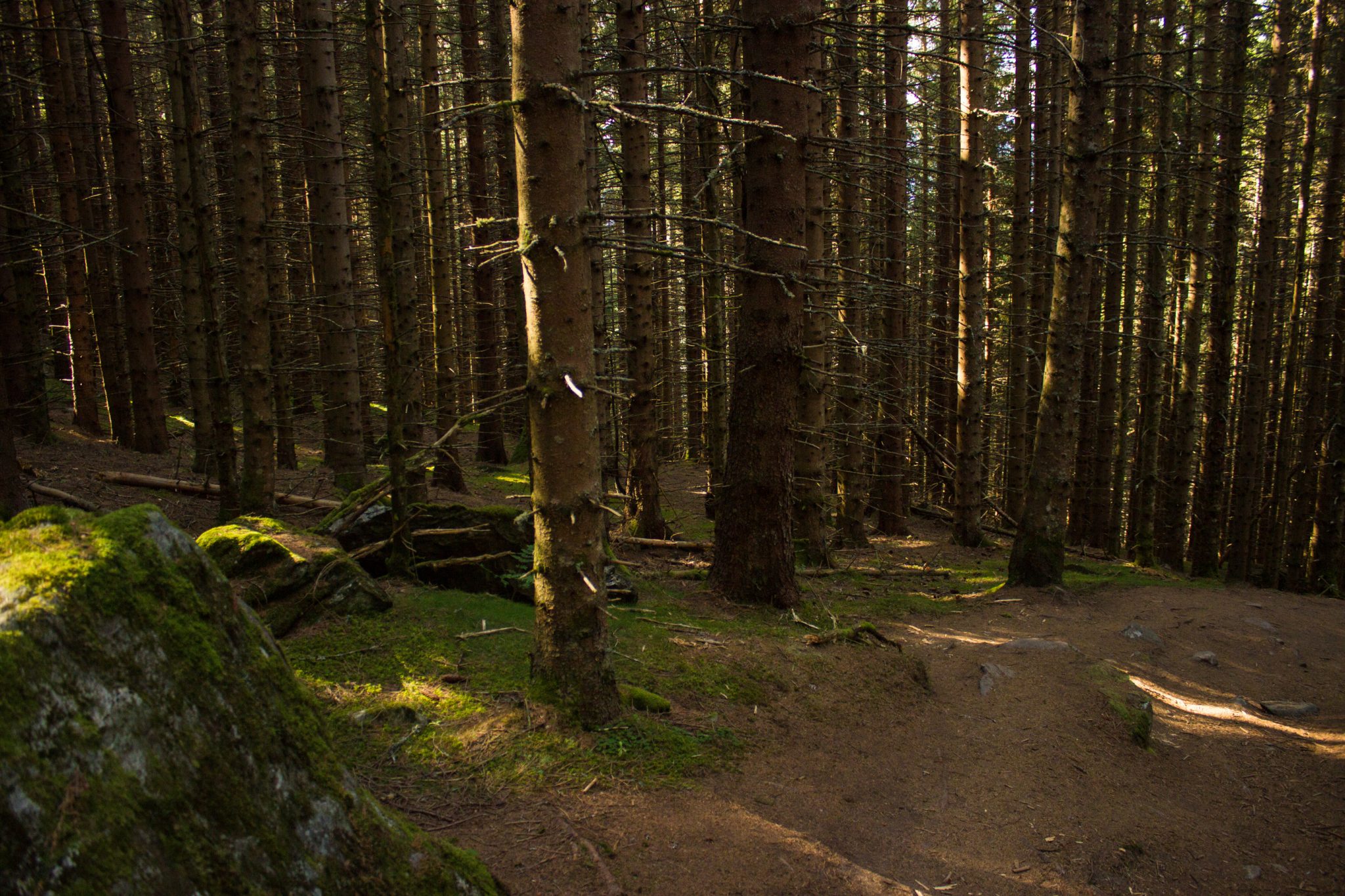 Wandern auf dem Dronningstien über die Monk Steps und den Aussichtspunkt Nosi, Start der Wanderung ist in Lofthus, Ausblick auf den Hardangerfjord während der Wanderung auf der Hardangervidda, Wanderweg durch schönen Wald mit Moos