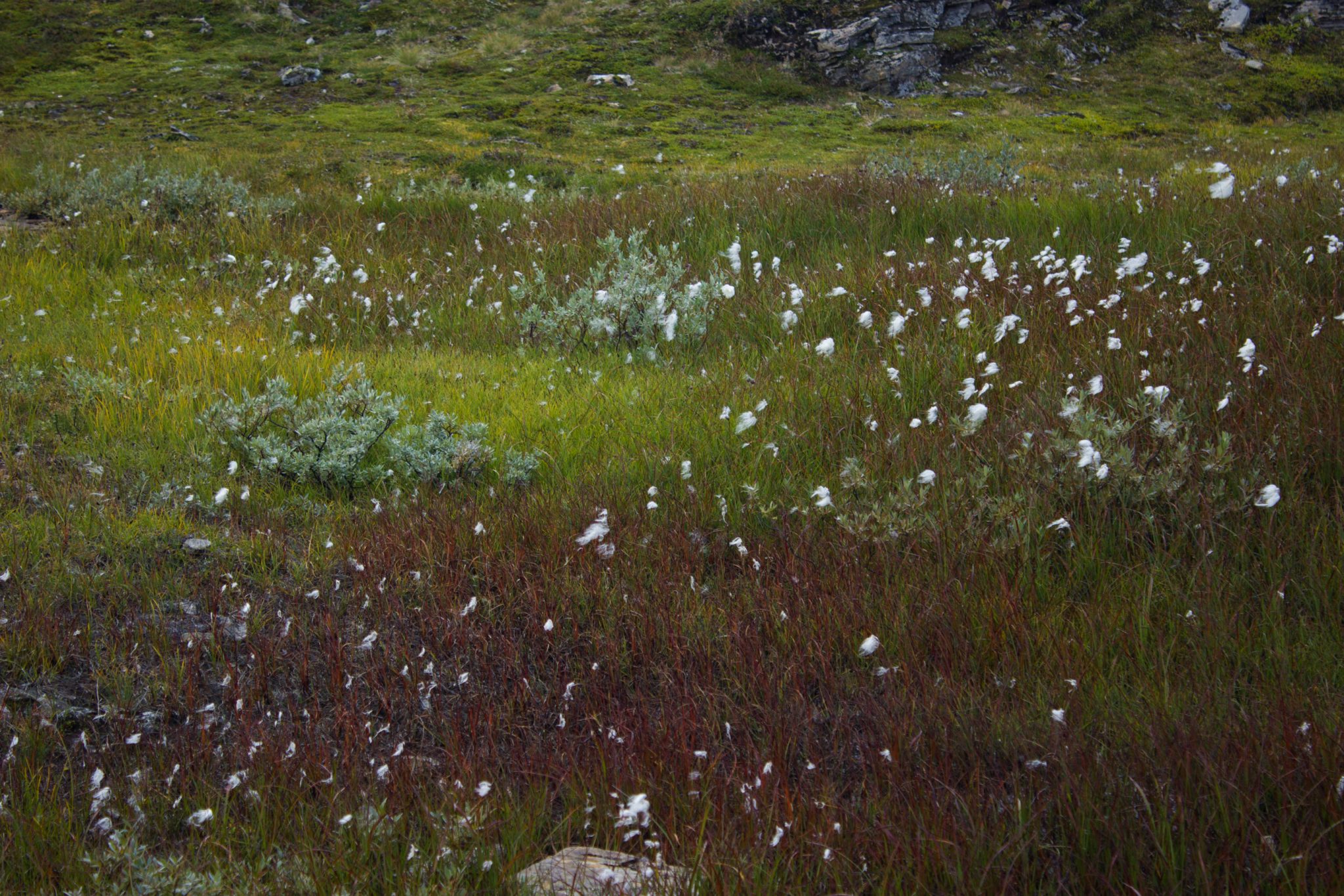 Wandern auf dem Dronningstien über die Monk Steps und den Aussichtspunkt Nosi, Start der Wanderung ist in Lofthus, Ausblick auf den Hardangerfjord während der Wanderung auf der Hardangervidda, Aussicht auf das Plateaufjell der Hardangervidda mit Wollgras