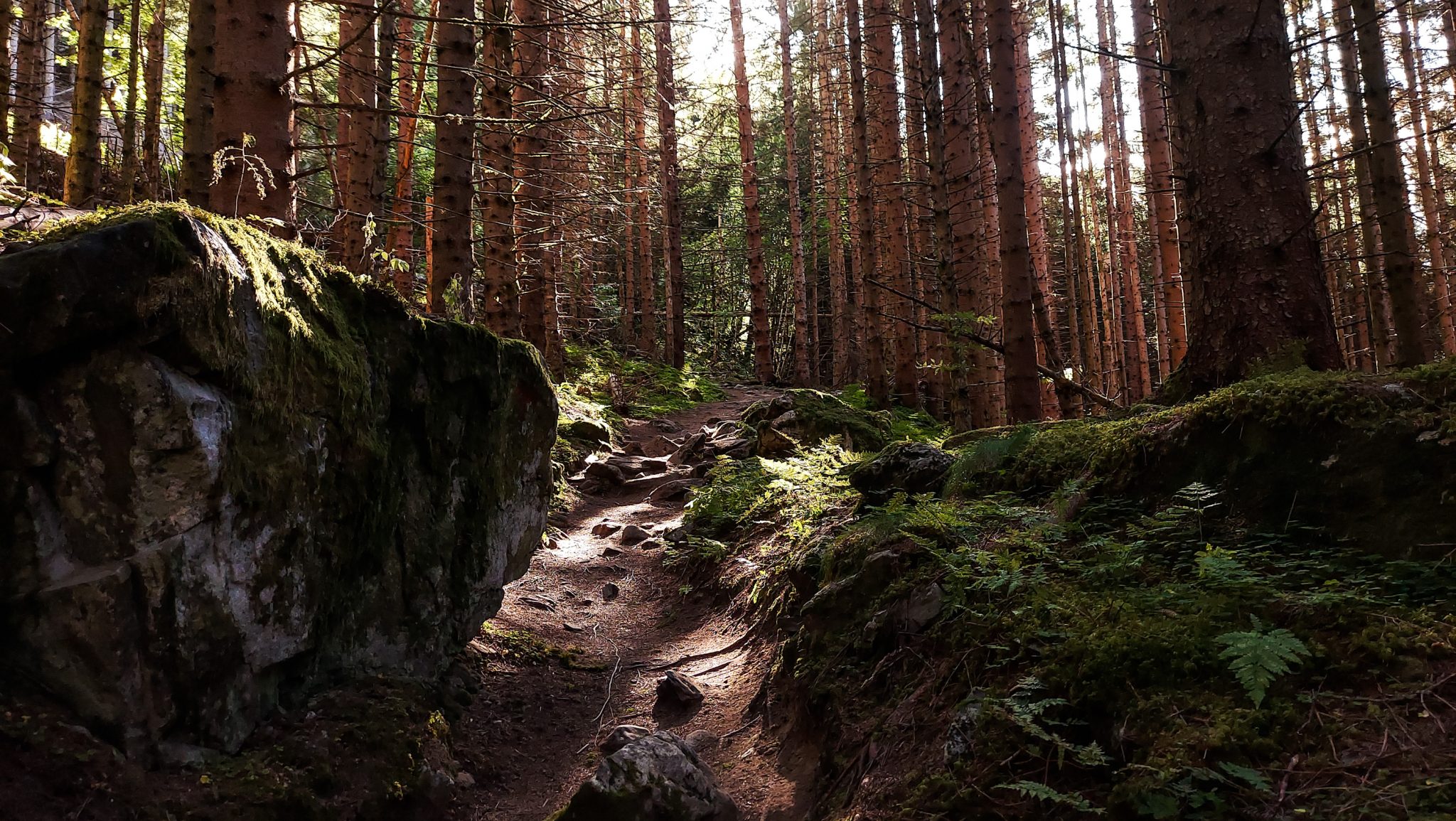 Wandern auf dem Dronningstien über die Monk Steps und den Aussichtspunkt Nosi, Start der Wanderung ist in Lofthus, Ausblick auf den Hardangerfjord während der Wanderung auf der Hardangervidda, Wanderweg durch schönen Wald mit Moos