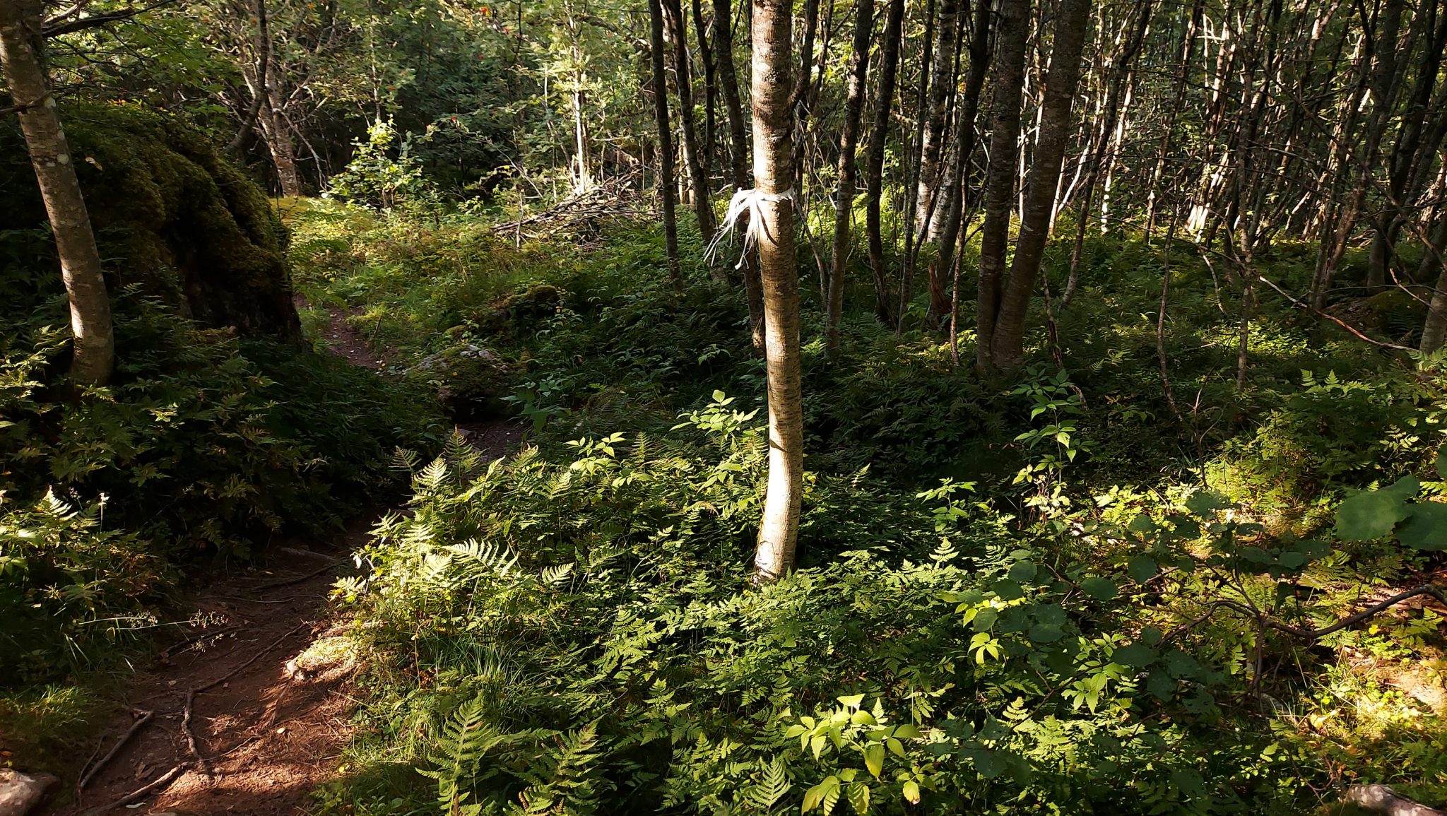 Wandern auf dem Dronningstien über die Monk Steps und den Aussichtspunkt Nosi, Start der Wanderung ist in Lofthus, Ausblick auf den Hardangerfjord während der Wanderung auf der Hardangervidda, Wanderweg durch schönen Wald mit Moos und Farnen