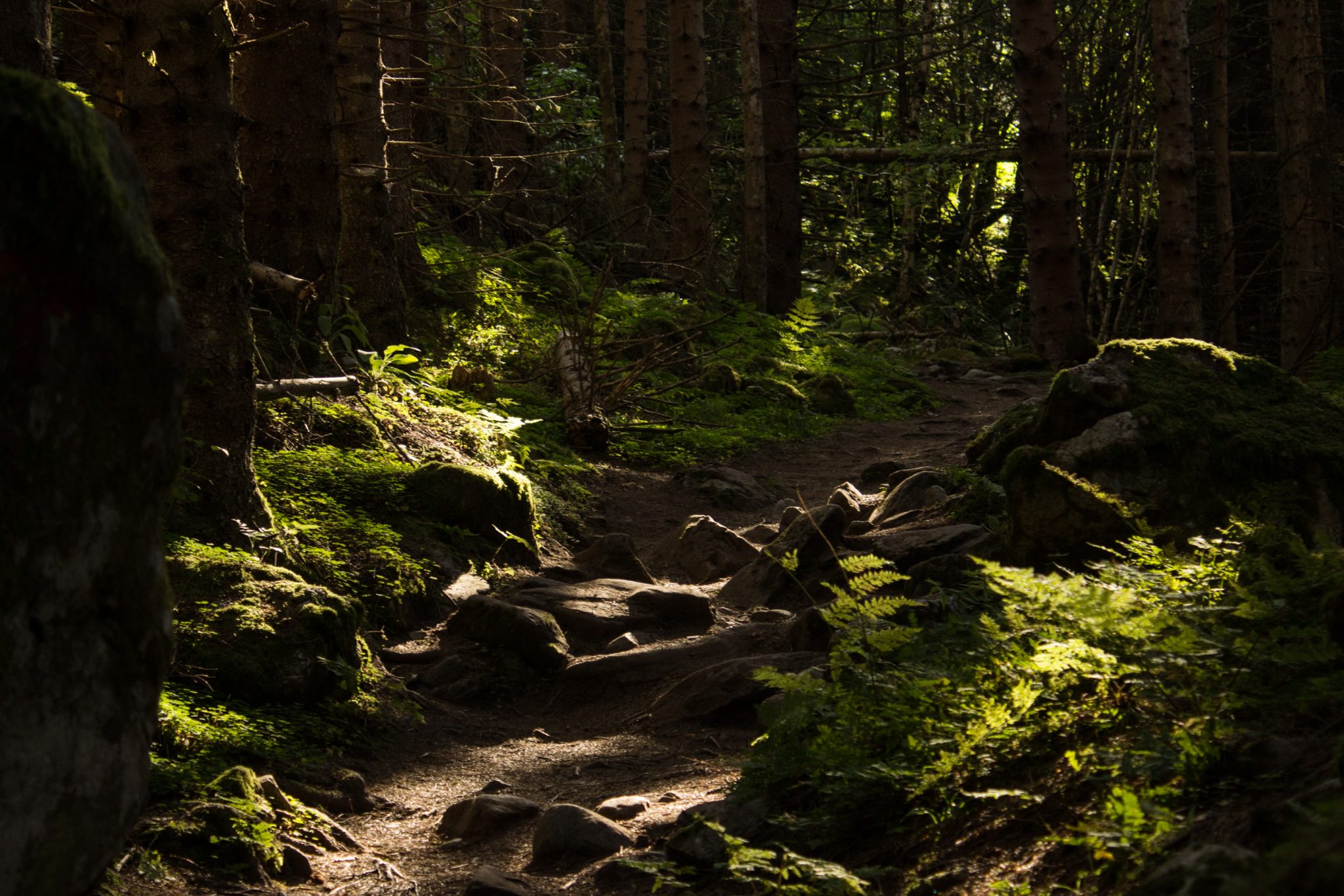 Wandern auf dem Dronningstien über die Monk Steps und den Aussichtspunkt Nosi, Start der Wanderung ist in Lofthus, Ausblick auf den Hardangerfjord während der Wanderung auf der Hardangervidda, Wanderweg durch schönen Wald mit Moos und Farnen