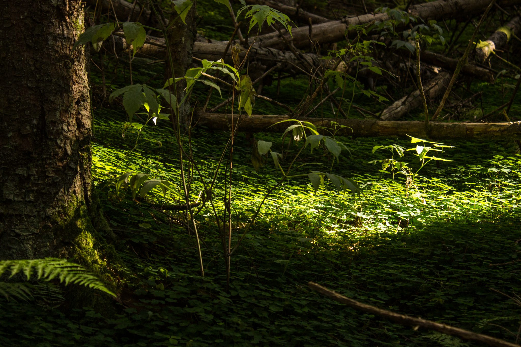 Wandern auf dem Dronningstien über die Monk Steps und den Aussichtspunkt Nosi, Start der Wanderung ist in Lofthus, Ausblick auf den Hardangerfjord während der Wanderung auf der Hardangervidda, Wanderweg durch schönen Wald mit Moos und Farnen