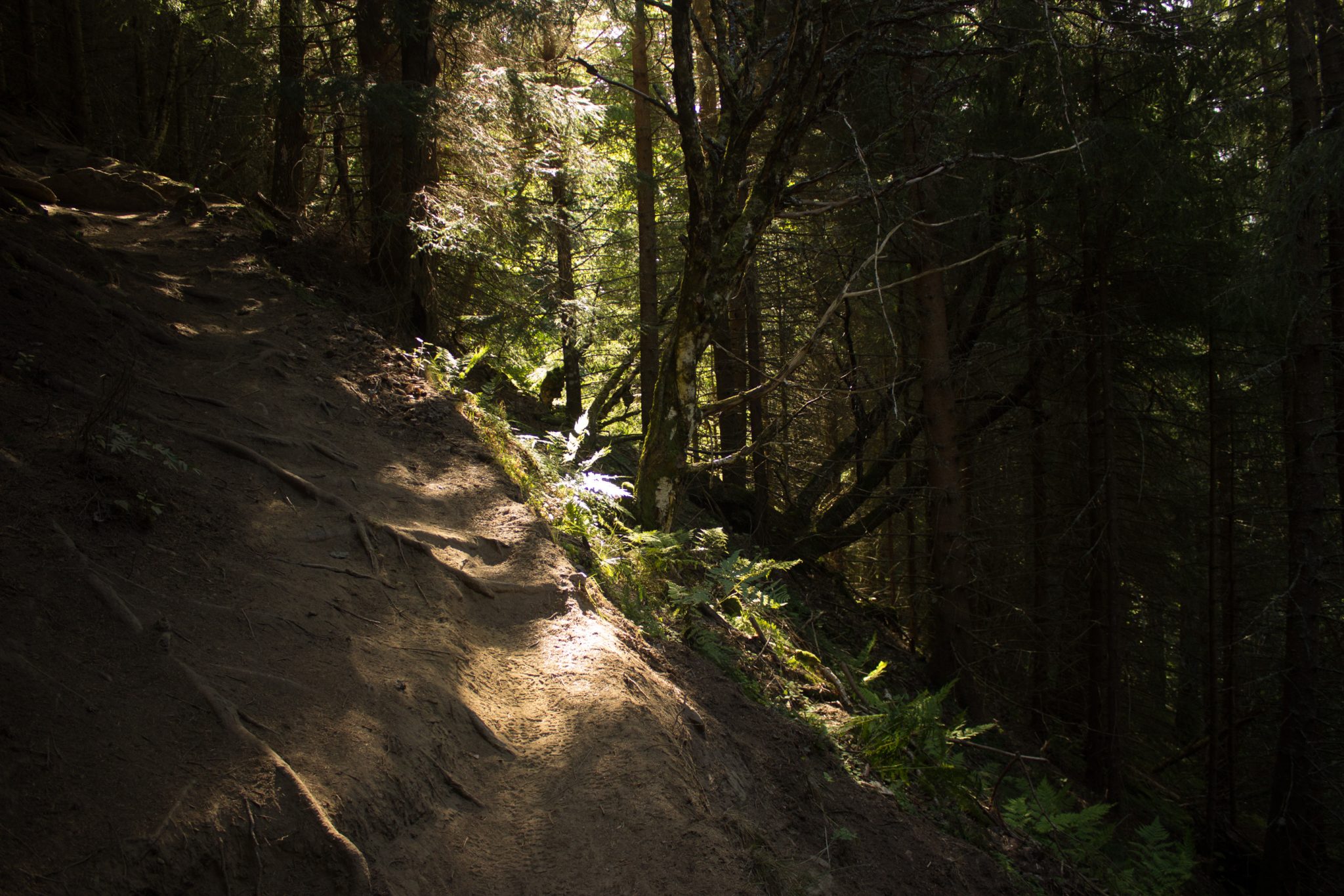Wandern auf dem Dronningstien über die Monk Steps und den Aussichtspunkt Nosi, Start der Wanderung ist in Lofthus, Ausblick auf den Hardangerfjord während der Wanderung auf der Hardangervidda, Wanderweg durch schönen Wald mit Moos und Farnen