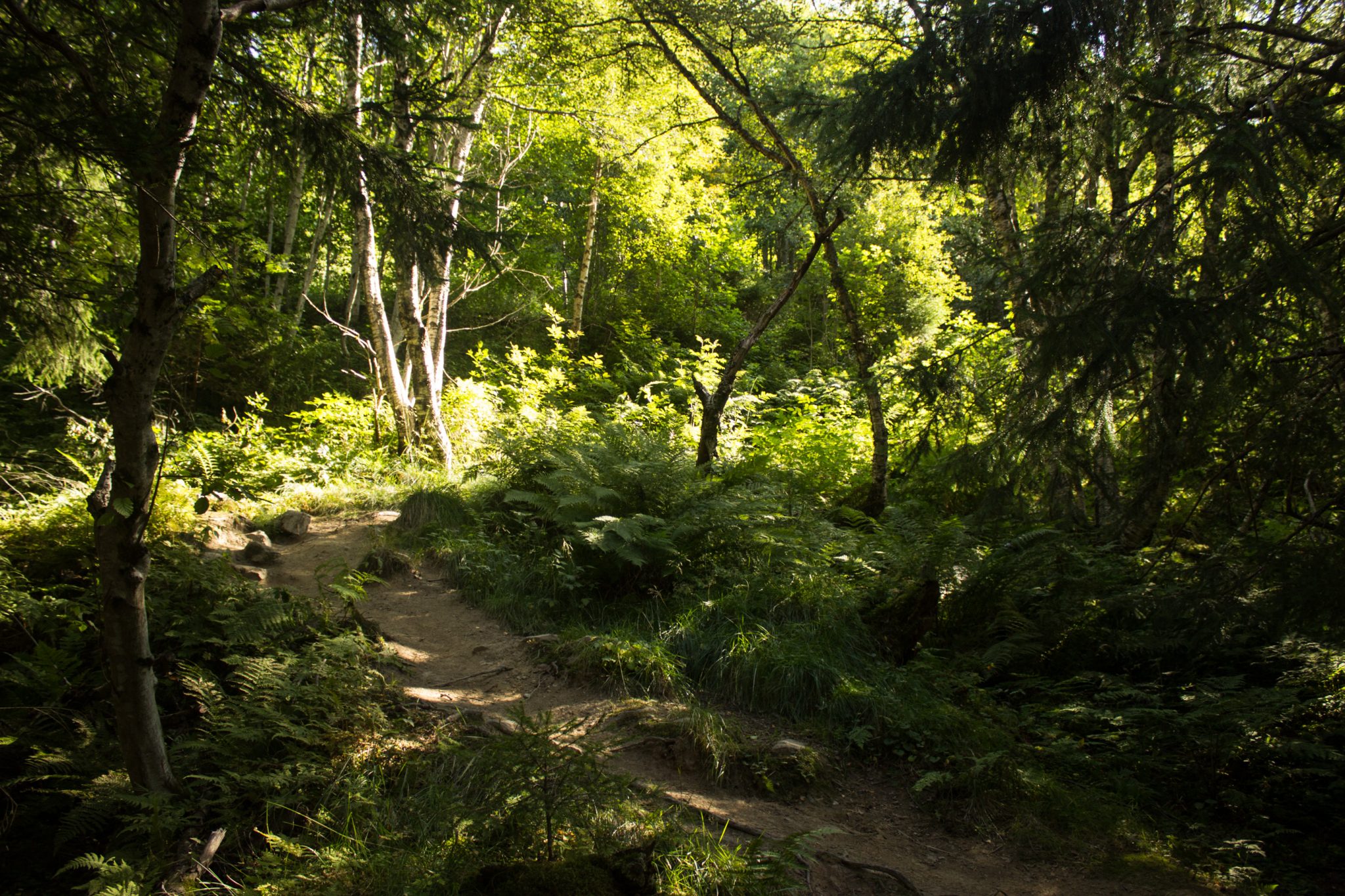 Wandern auf dem Dronningstien über die Monk Steps und den Aussichtspunkt Nosi, Start der Wanderung ist in Lofthus, Ausblick auf den Hardangerfjord während der Wanderung auf der Hardangervidda, Wanderweg durch schönen Wald mit Moos und Farnen