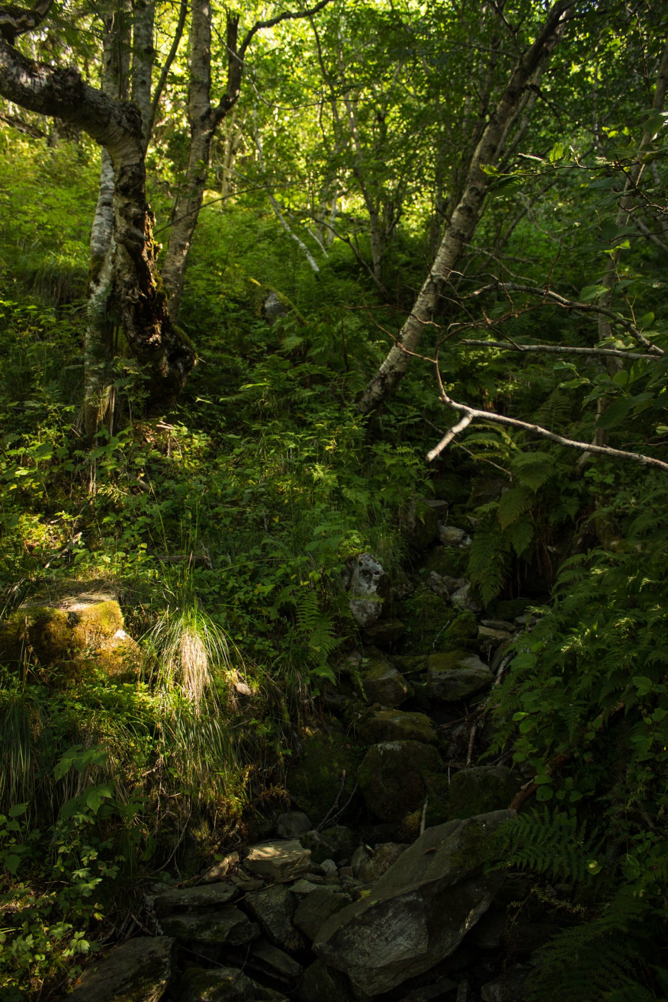 Wandern auf dem Dronningstien über die Monk Steps und den Aussichtspunkt Nosi, Start der Wanderung ist in Lofthus, Ausblick auf den Hardangerfjord während der Wanderung auf der Hardangervidda, Wanderweg durch schönen Wald mit Moos und Farnen