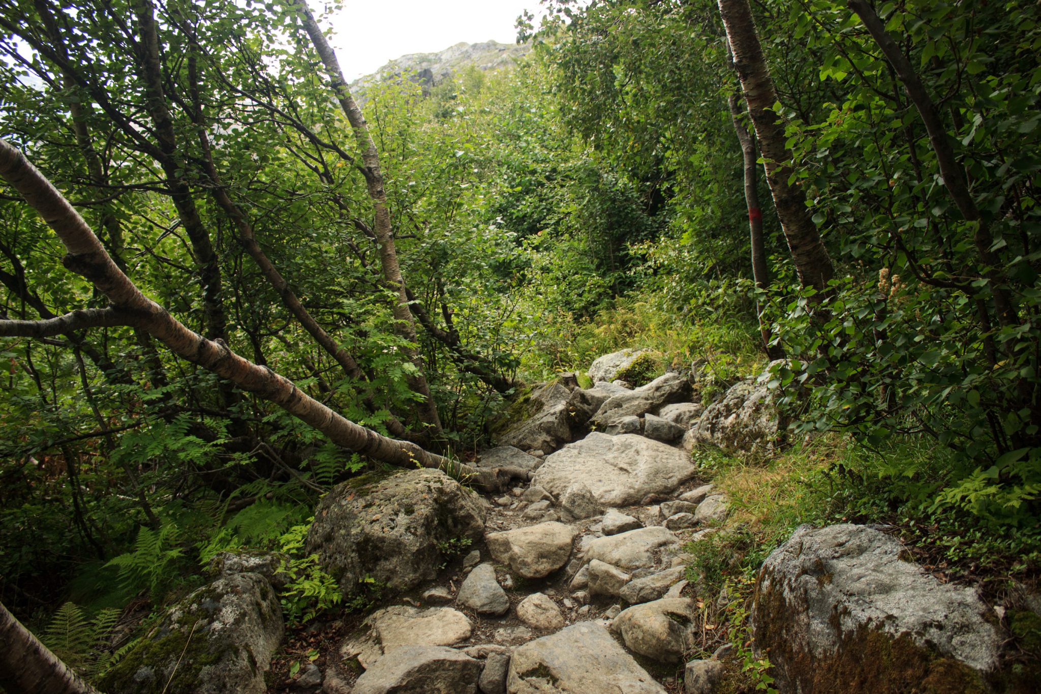 Wandern zum Buarbreen im Folgefonna Nationalpark, Wanderung in der Nähe von Odda mit Aussicht auf den Gletscher Buarbreen und Wasserfälle, Wanderweg führt zu Beginn durch dichten Wald mit viel Moos und Farnen