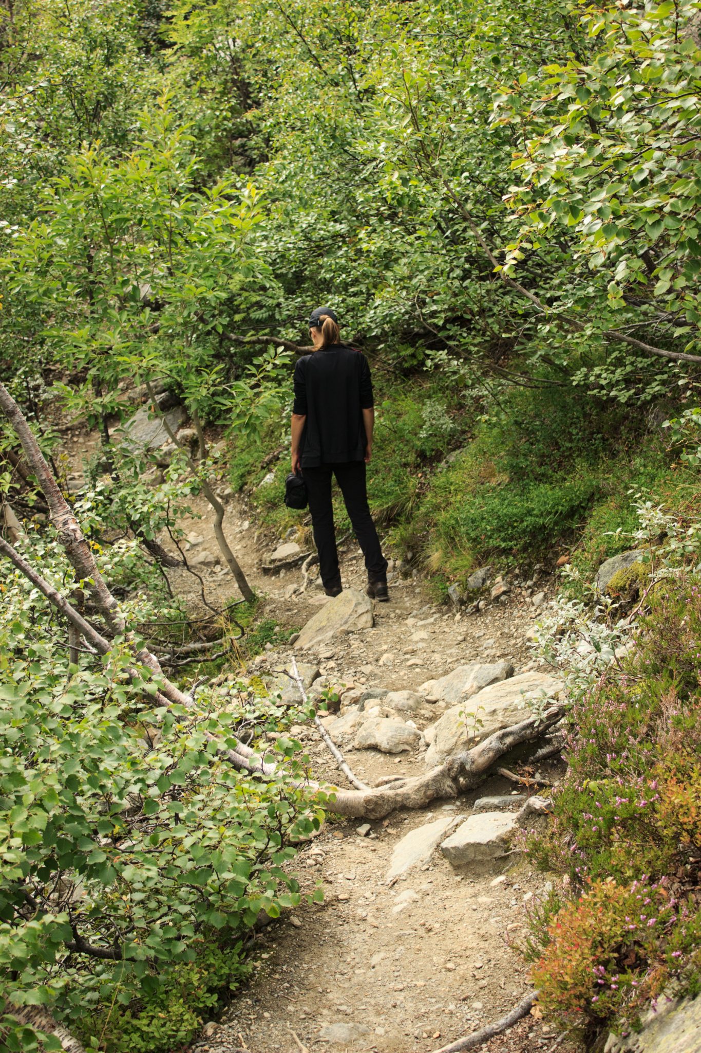 Wandern zum Buarbreen im Folgefonna Nationalpark, Wanderung in der Nähe von Odda mit Aussicht auf den Gletscher Buarbreen und Wasserfälle, Wanderweg führt zu Beginn durch dichten Wald