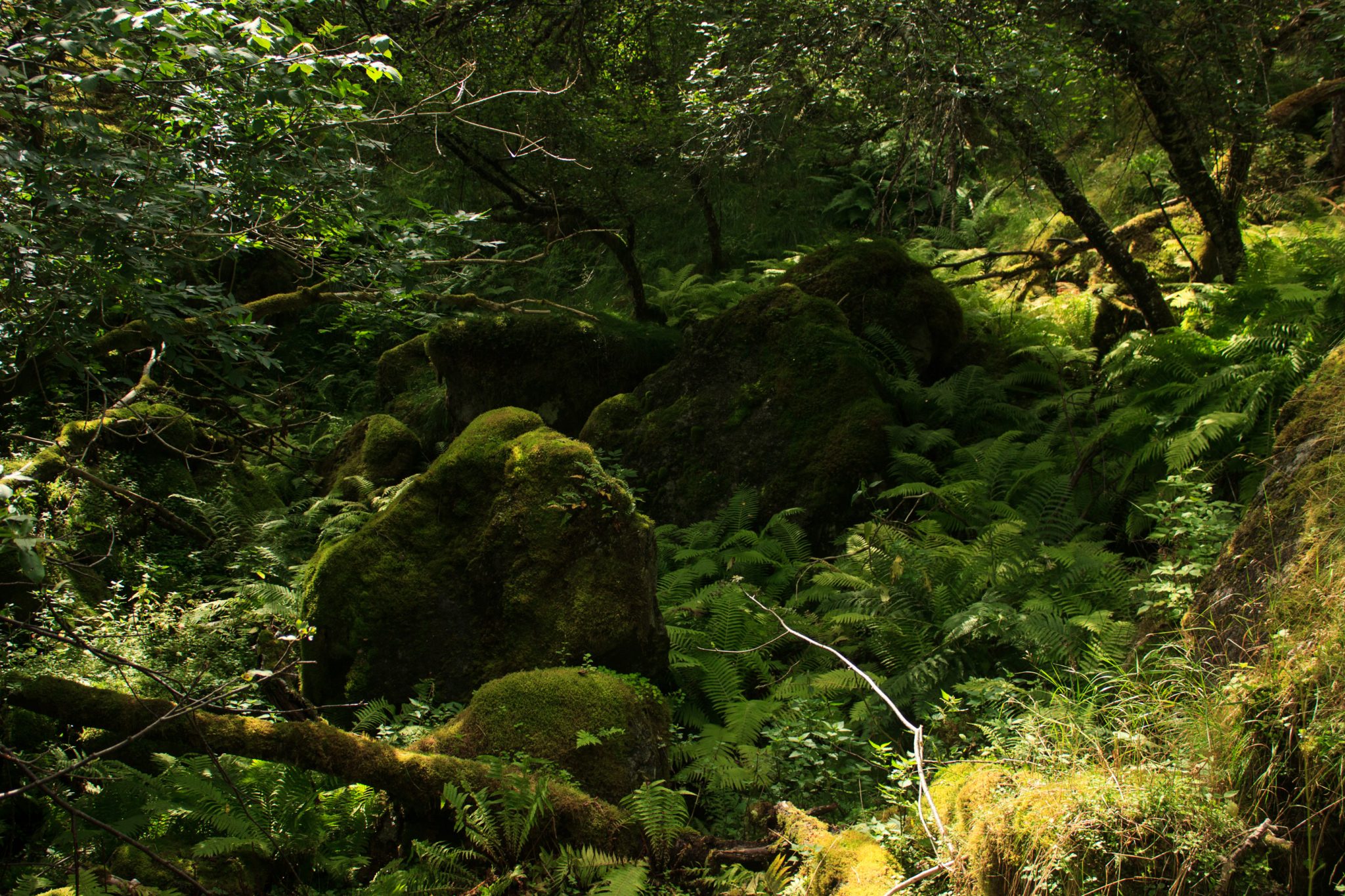 Wandern zum Buarbreen im Folgefonna Nationalpark, Wanderung in der Nähe von Odda mit Aussicht auf den Gletscher Buarbreen und Wasserfälle, Wanderweg führt zu Beginn durch dichten Wald mit viel Moos und Farnen