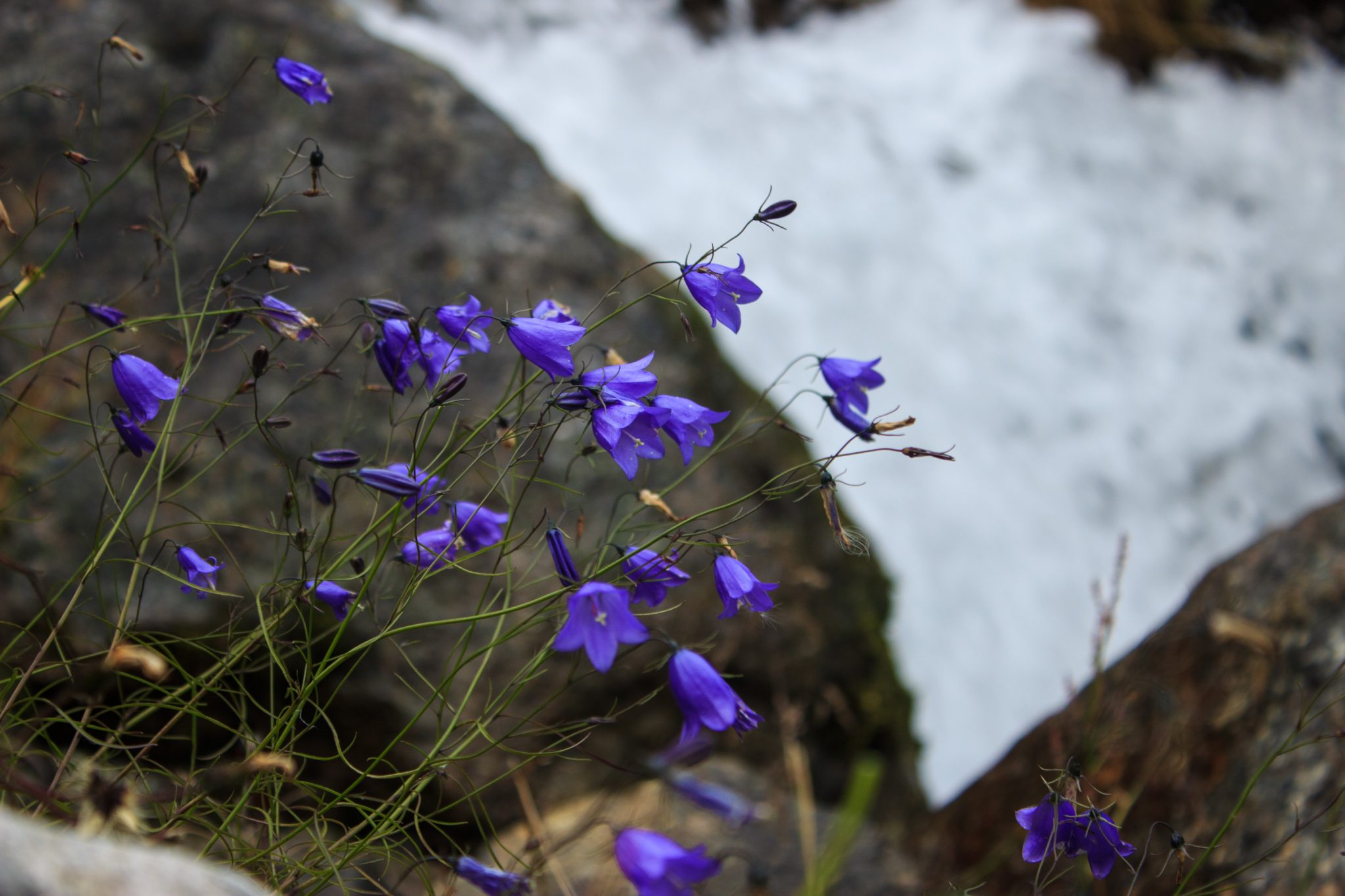 Wandern zum Buarbreen im Folgefonna Nationalpark, Wanderung in der Nähe von Odda mit Aussicht auf den Gletscher Buarbreen und Wasserfälle, kleine violette Blumen am Wegesrand