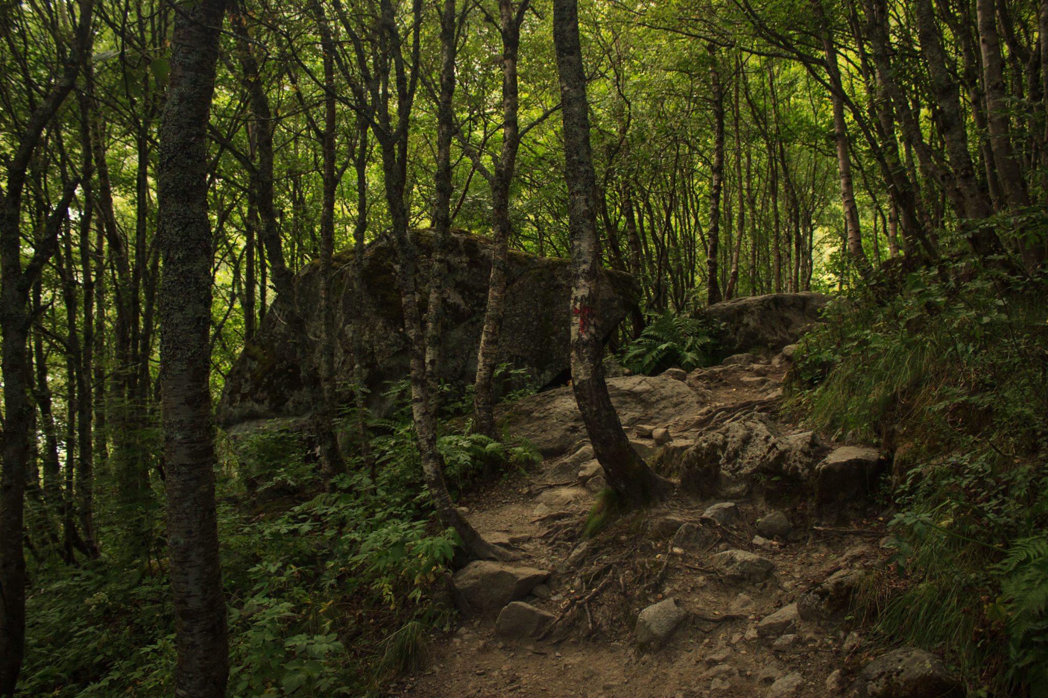 Wandern zum Buarbreen im Folgefonna Nationalpark, Wanderung in der Nähe von Odda mit Aussicht auf den Gletscher Buarbreen und Wasserfälle, Wanderweg führt zu Beginn durch dichten Wald mit viel Moos und Farnen