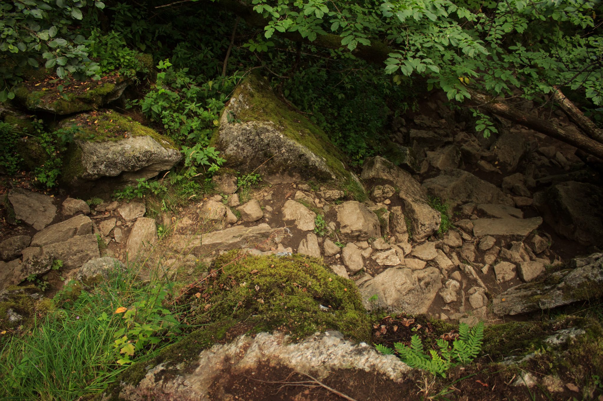 Wandern zum Buarbreen im Folgefonna Nationalpark, Wanderung in der Nähe von Odda mit Aussicht auf den Gletscher Buarbreen und Wasserfälle, Wanderweg führt zu Beginn durch dichten Wald mit viel Moos und Farnen