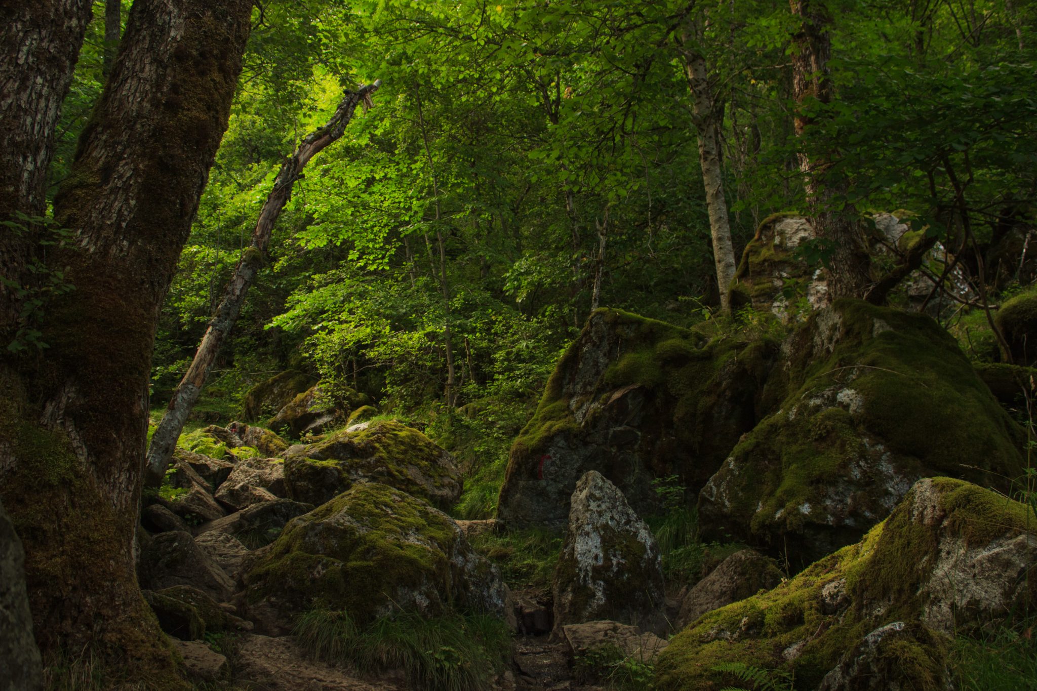 Wandern zum Buarbreen im Folgefonna Nationalpark, Wanderung in der Nähe von Odda mit Aussicht auf den Gletscher Buarbreen und Wasserfälle, Wanderweg führt zu Beginn durch dichten Wald mit viel Moos und Farnen
