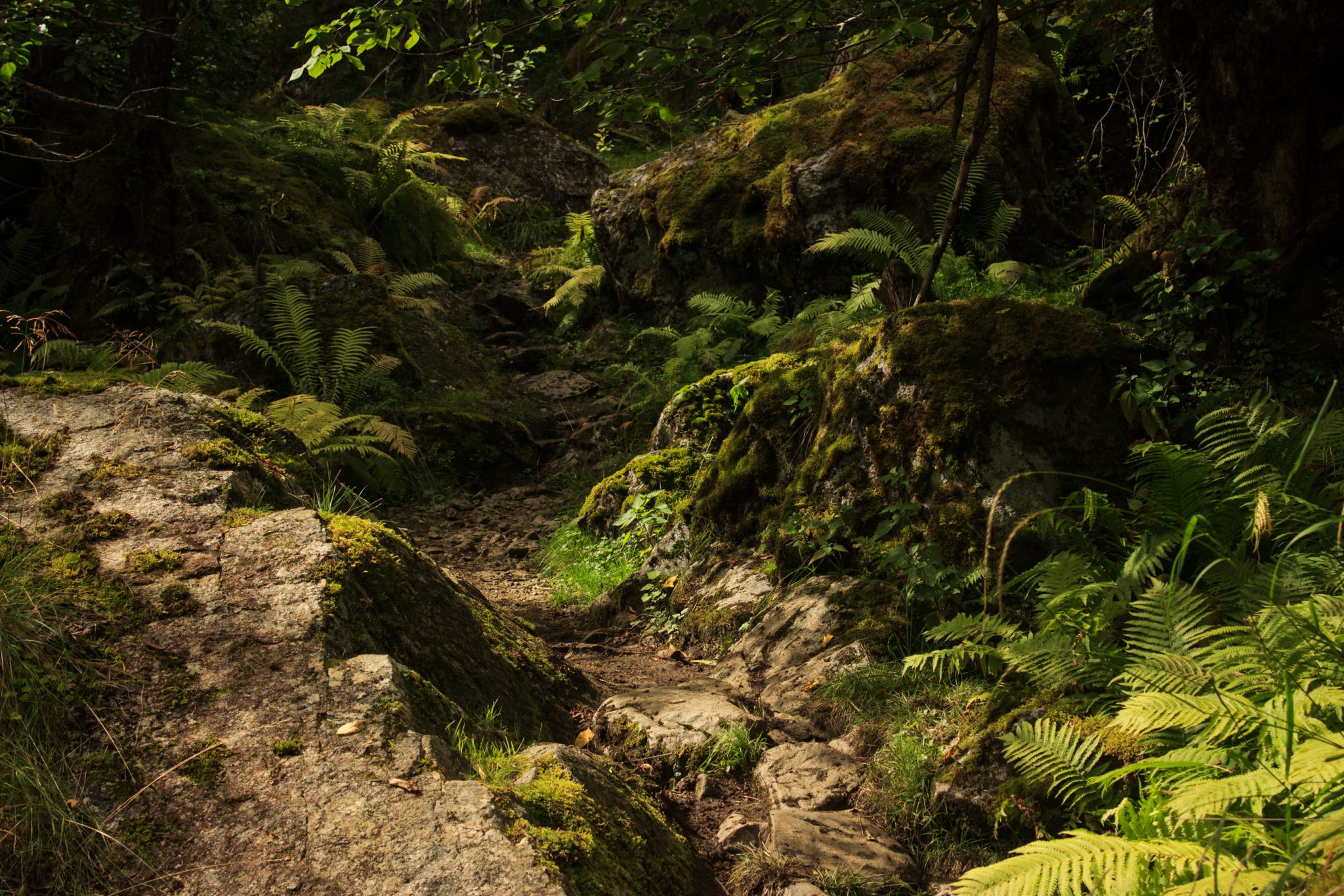 Wandern zum Buarbreen im Folgefonna Nationalpark, Wanderung in der Nähe von Odda mit Aussicht auf den Gletscher Buarbreen und Wasserfälle, Wanderweg führt zu Beginn durch dichten Wald mit viel Moos und Farnen
