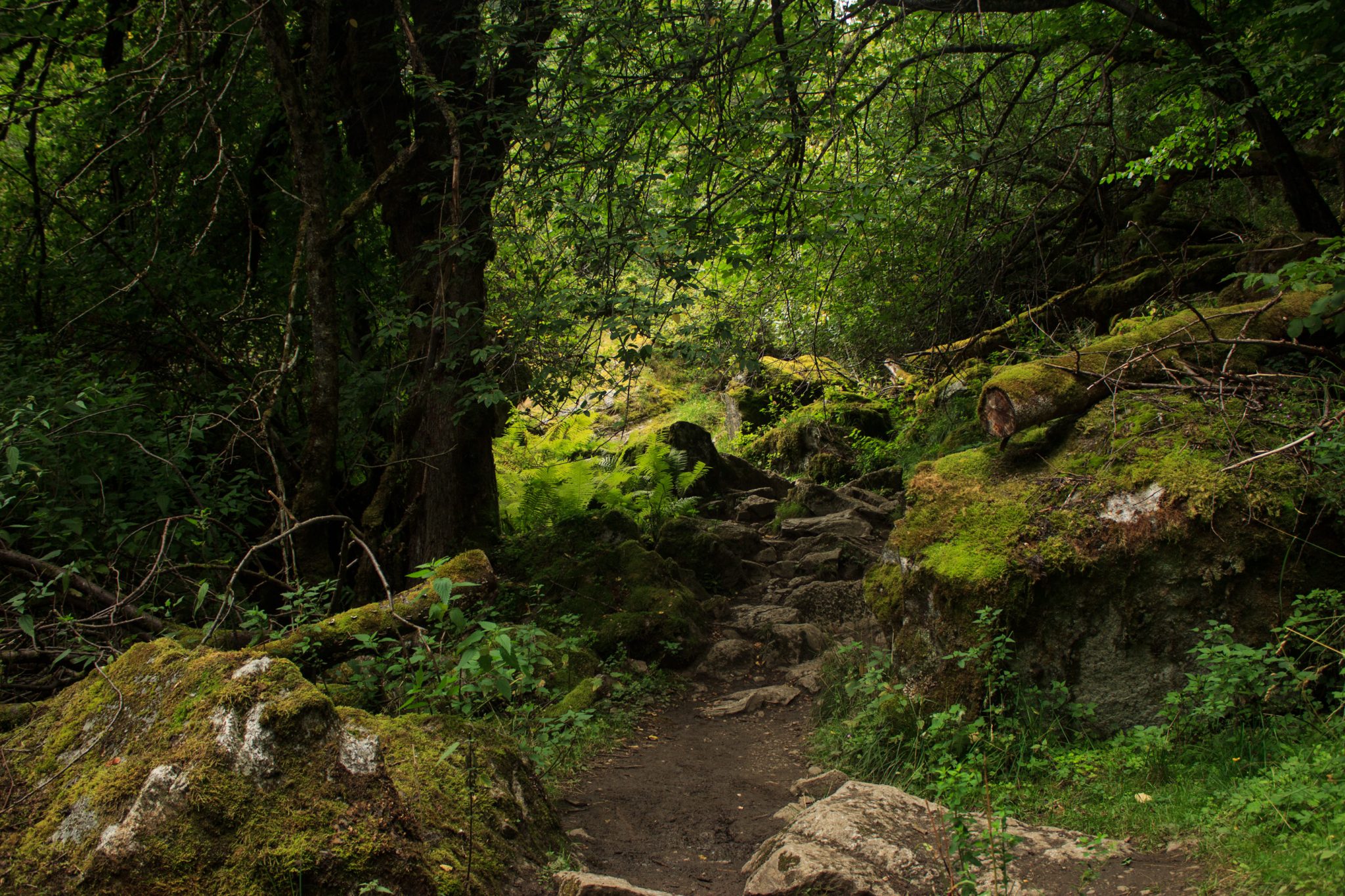Wandern zum Buarbreen im Folgefonna Nationalpark, Wanderung in der Nähe von Odda mit Aussicht auf den Gletscher Buarbreen und Wasserfälle, Wanderweg führt zu Beginn durch dichten Wald mit viel Moos und Farnen