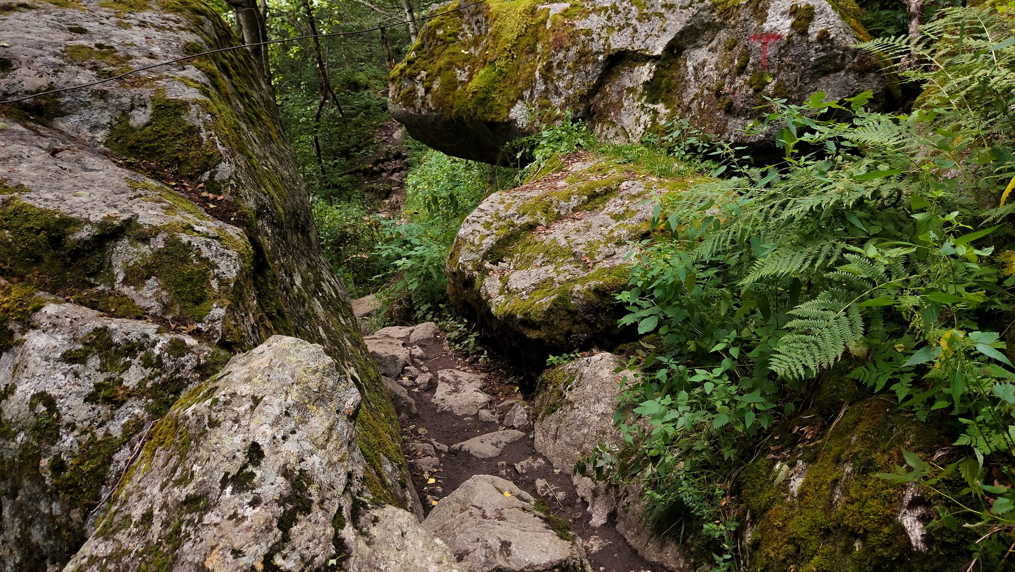 Wandern zum Buarbreen im Folgefonna Nationalpark, Wanderung in der Nähe von Odda mit Aussicht auf den Gletscher Buarbreen und Wasserfälle, Wanderweg führt zu Beginn durch dichten Wald mit viel Moos und Farnen, Markierung des Weges mit rotem T