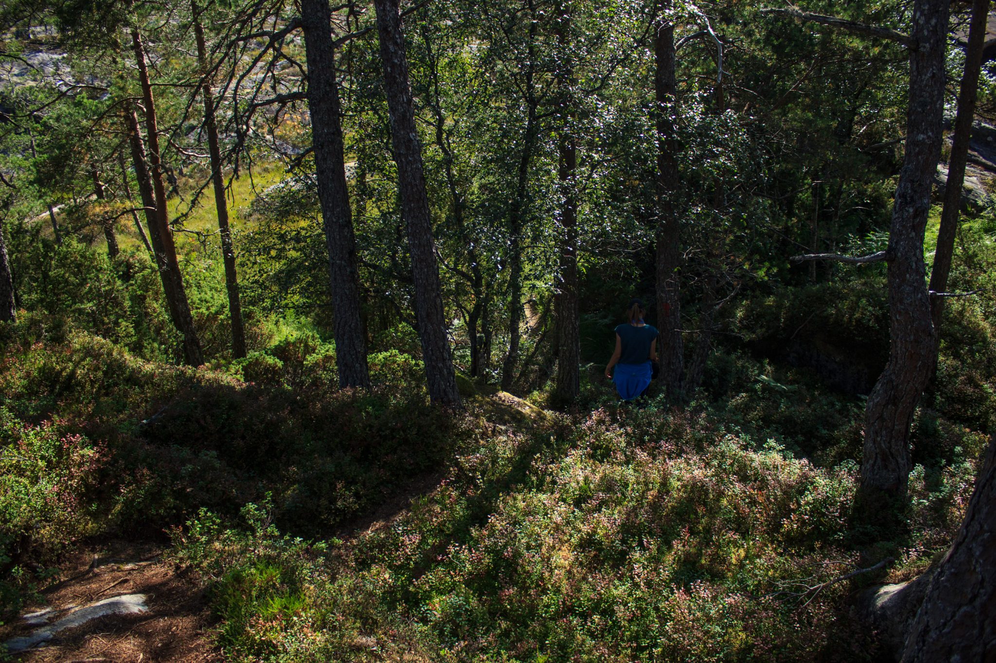 Wanderung beim Hardangerfjord auf den Haugsvarden, Start beim Rastplatz Hereiane zwischen Jondal und Herand an der Straße 550, sehr steiler Anstieg über große, glatte Felsen, fast die ganze Zeit schöne Aussicht auf den Fjord, bei Regen nicht empfehlenswert, kurzer Abschnitt durch den Wald