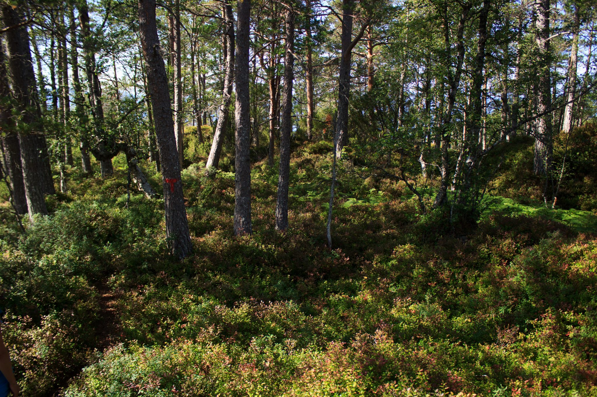 Wanderung beim Hardangerfjord auf den Haugsvarden, Start beim Rastplatz Hereiane zwischen Jondal und Herand an der Straße 550, sehr steiler Anstieg über große, glatte Felsen, fast die ganze Zeit schöne Aussicht auf den Fjord, bei Regen nicht empfehlenswert, kurzer Abschnitt durch den Wald