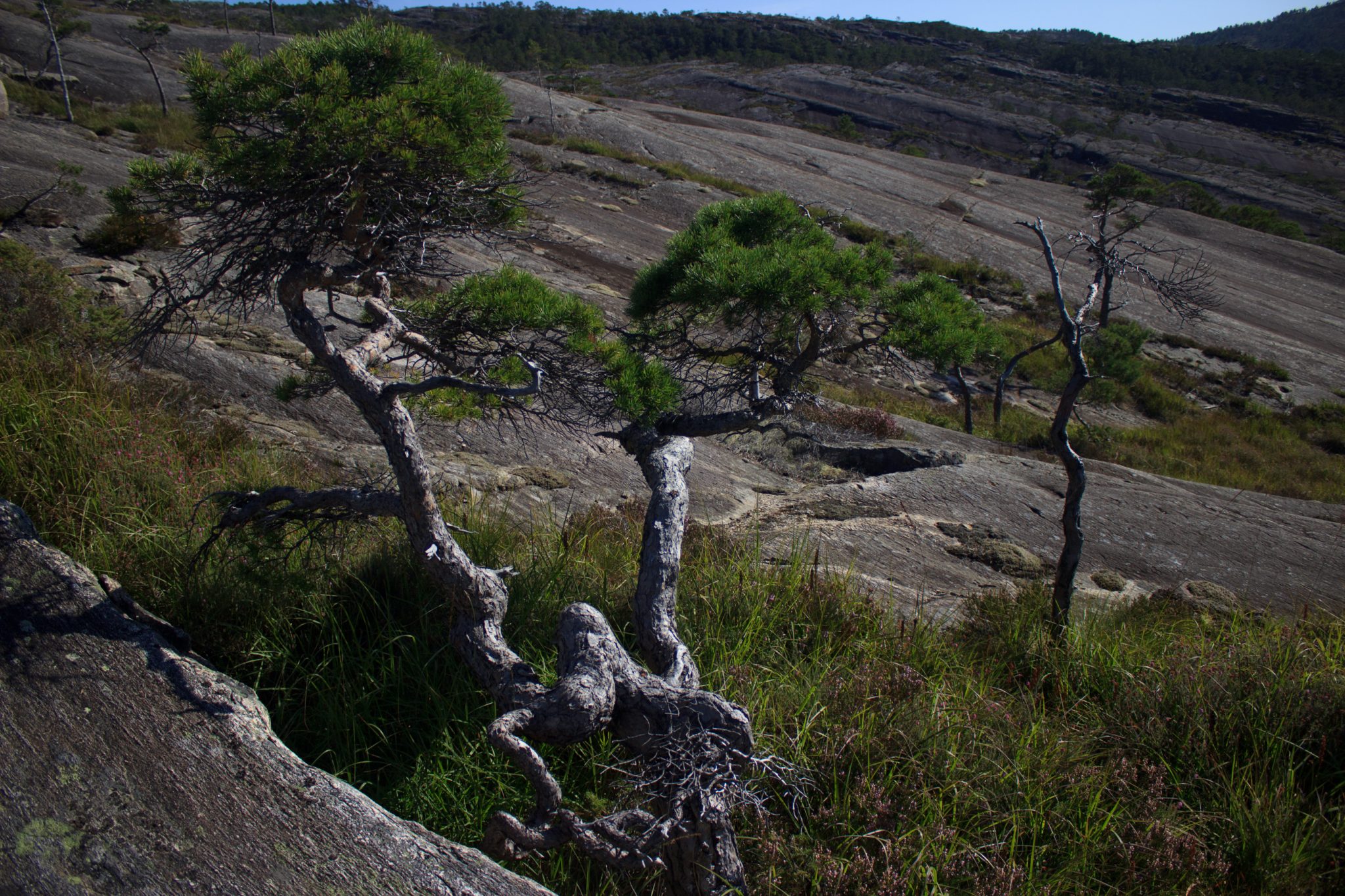 Wanderung beim Hardangerfjord auf den Haugsvarden, Start beim Rastplatz Hereiane zwischen Jondal und Herand an der Straße 550, sehr steiler Anstieg über große, glatte Felsen, fast die ganze Zeit schöne Aussicht auf den Fjord, bei Regen nicht empfehlenswert