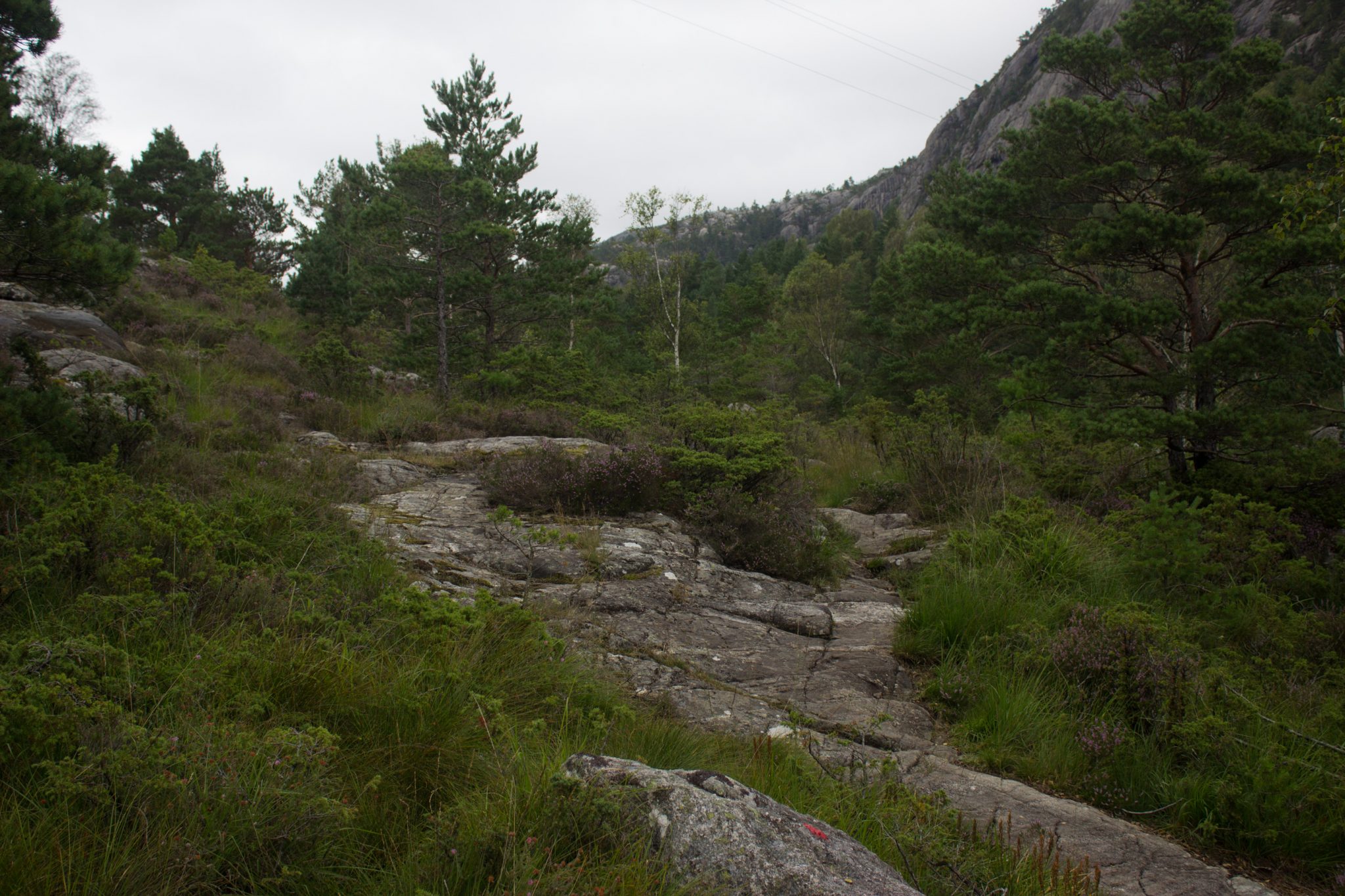 Wanderung beim Lysefjord mit Blick auf den Preikestolen, Startpunkt der Wanderung auf den Sokkaknuten ist beim Lysefjord Hyttegrend, Aussicht auf den Pulpit Rock, über große Felsen bergauf, dichte Vegetation, sehr wenige andere Wanderer unterwegs