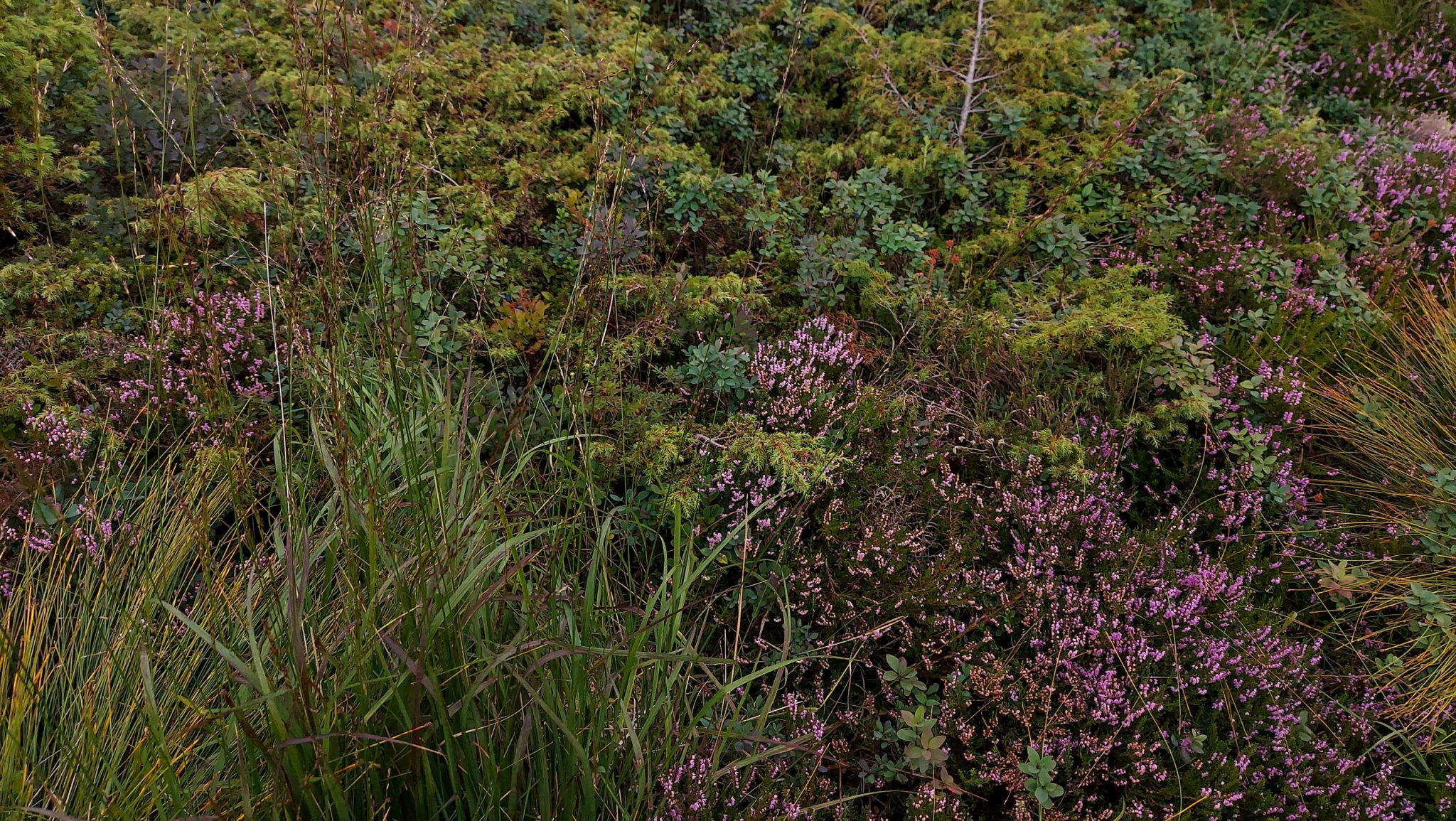 Wanderung beim Lysefjord mit Blick auf den Preikestolen, Startpunkt der Wanderung auf den Sokkaknuten ist beim Lysefjord Hyttegrend, Aussicht auf den Pulpit Rock, blühende Heidelandschaft am Wegesrand