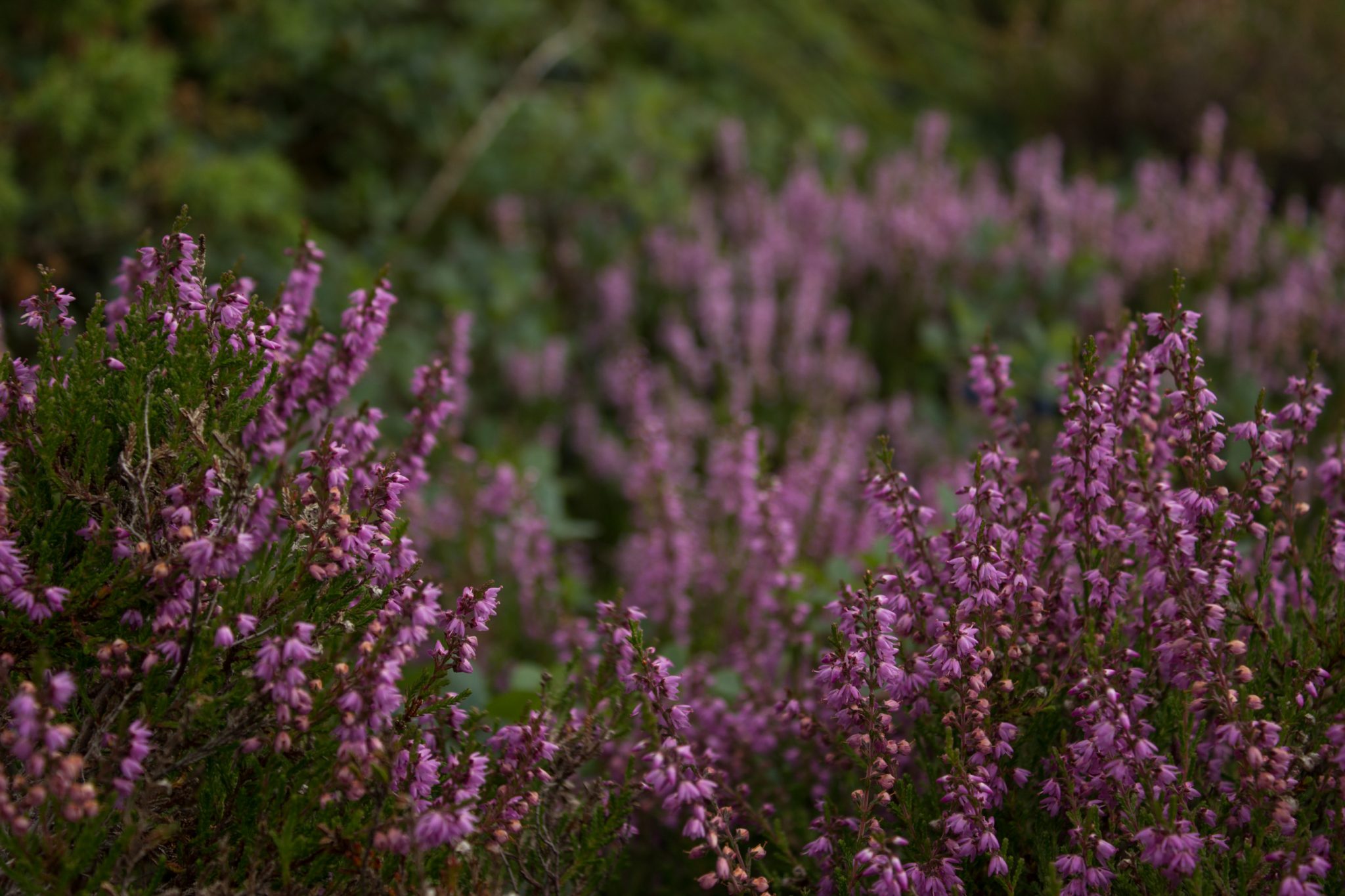 Wanderung beim Lysefjord mit Blick auf den Preikestolen, Startpunkt der Wanderung auf den Sokkaknuten ist beim Lysefjord Hyttegrend, Aussicht auf den Pulpit Rock, blühende Heidelandschaft am Wegesrand
