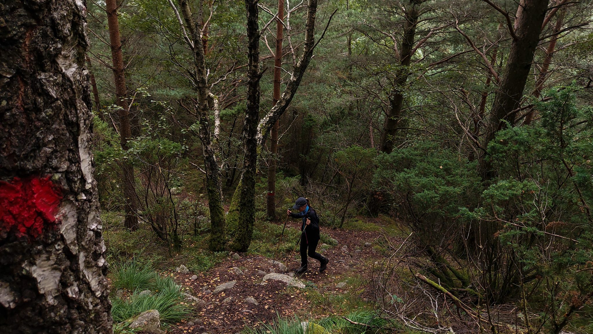 Wanderung beim Lysefjord mit Blick auf den Preikestolen, Startpunkt der Wanderung auf den Sokkaknuten ist beim Lysefjord Hyttegrend, Aussicht auf den Pulpit Rock, Wanderer unterwegs auf dem Wanderweg zum Sokkaknuten, rote Markierung an einem Baum