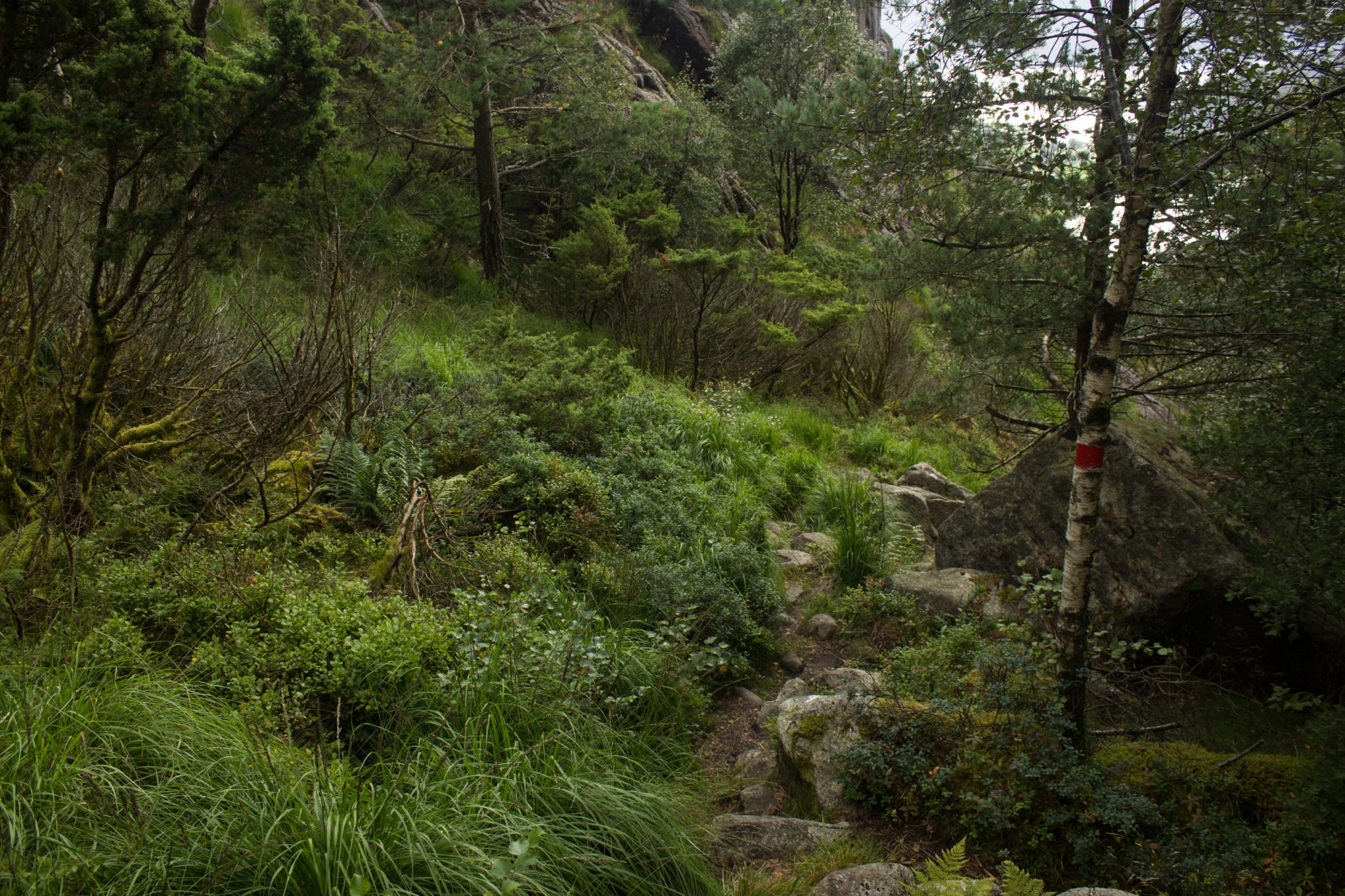 Wanderung beim Lysefjord mit Blick auf den Preikestolen, Startpunkt der Wanderung auf den Sokkaknuten ist beim Lysefjord Hyttegrend, Aussicht auf den Pulpit Rock, Wanderer unterwegs auf dem Wanderweg zum Sokkaknuten, rote Markierung an einem Baum