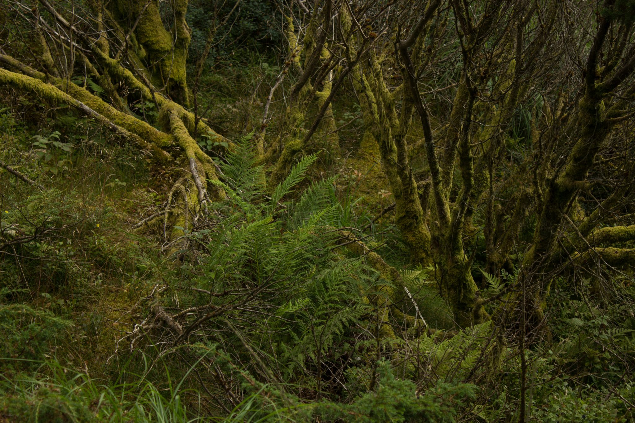 Wanderung beim Lysefjord mit Blick auf den Preikestolen, Startpunkt der Wanderung auf den Sokkaknuten ist beim Lysefjord Hyttegrend, Aussicht auf den Pulpit Rock, Wanderer unterwegs auf dem Wanderweg zum Sokkaknuten