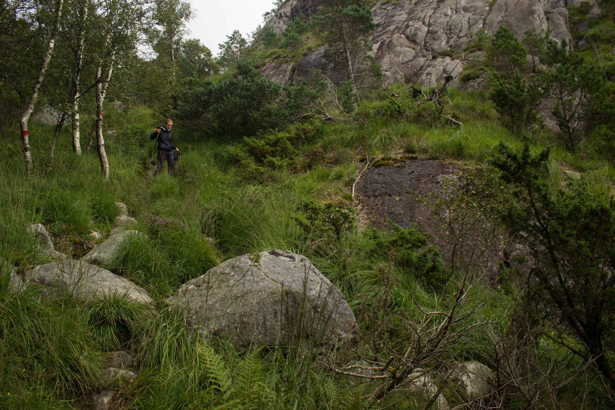 Wanderung beim Lysefjord mit Blick auf den Preikestolen, Startpunkt der Wanderung auf den Sokkaknuten ist beim Lysefjord Hyttegrend, Aussicht auf den Pulpit Rock, Wanderer unterwegs auf dem Wanderweg zum Sokkaknuten, rote Markierung an einem Baum