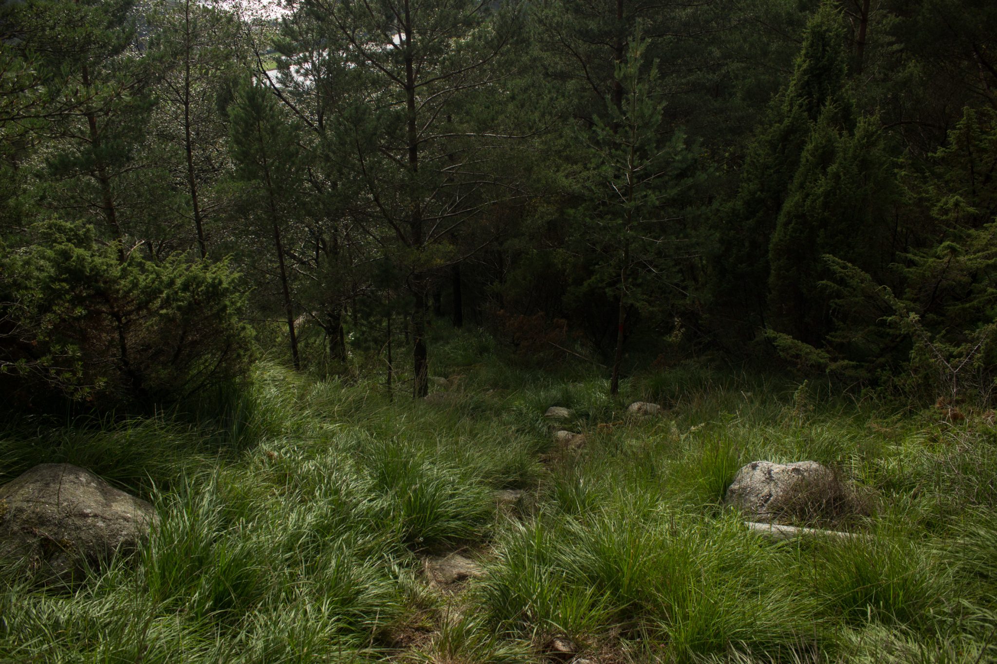 Wanderung beim Lysefjord mit Blick auf den Preikestolen, Startpunkt der Wanderung auf den Sokkaknuten ist beim Lysefjord Hyttegrend, Aussicht auf den Pulpit Rock, Wanderer unterwegs auf dem Wanderweg zum Sokkaknuten, dichter Wald