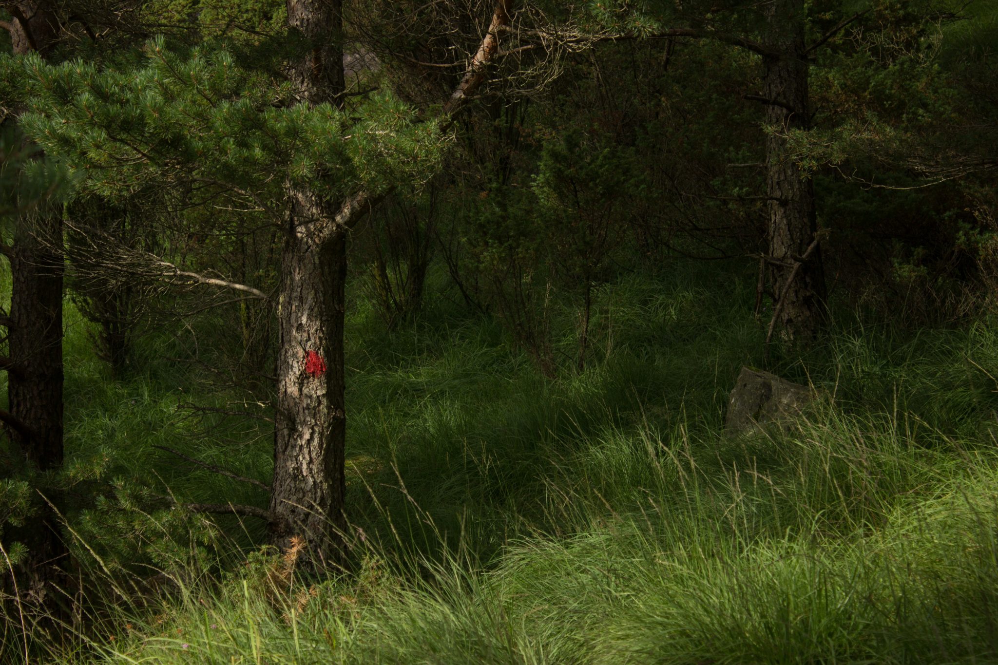 Wanderung beim Lysefjord mit Blick auf den Preikestolen, Startpunkt der Wanderung auf den Sokkaknuten ist beim Lysefjord Hyttegrend, Aussicht auf den Pulpit Rock, Wanderer unterwegs auf dem Wanderweg zum Sokkaknuten, rote Markierung an einem Baum